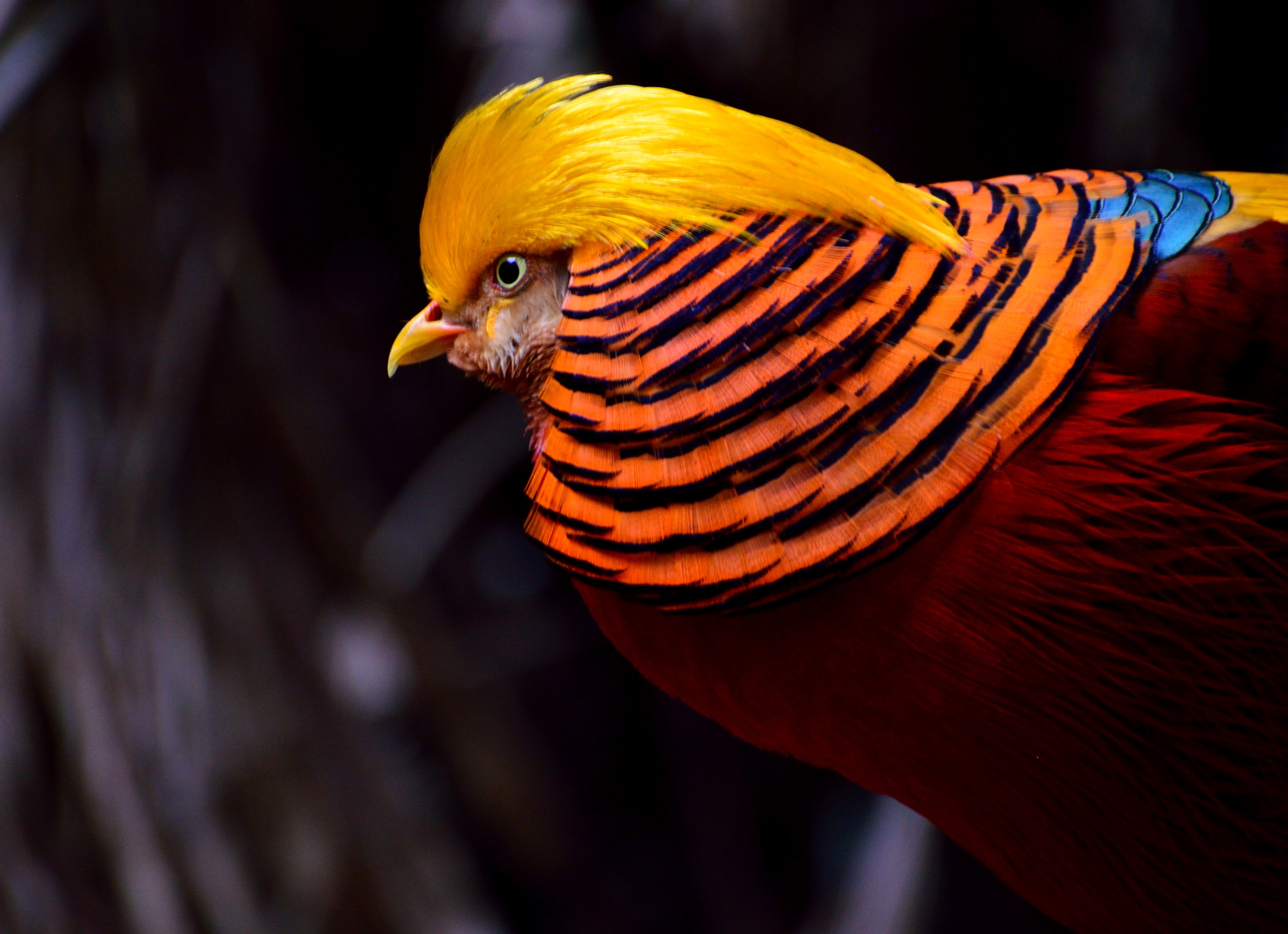Free photo Golden pheasant