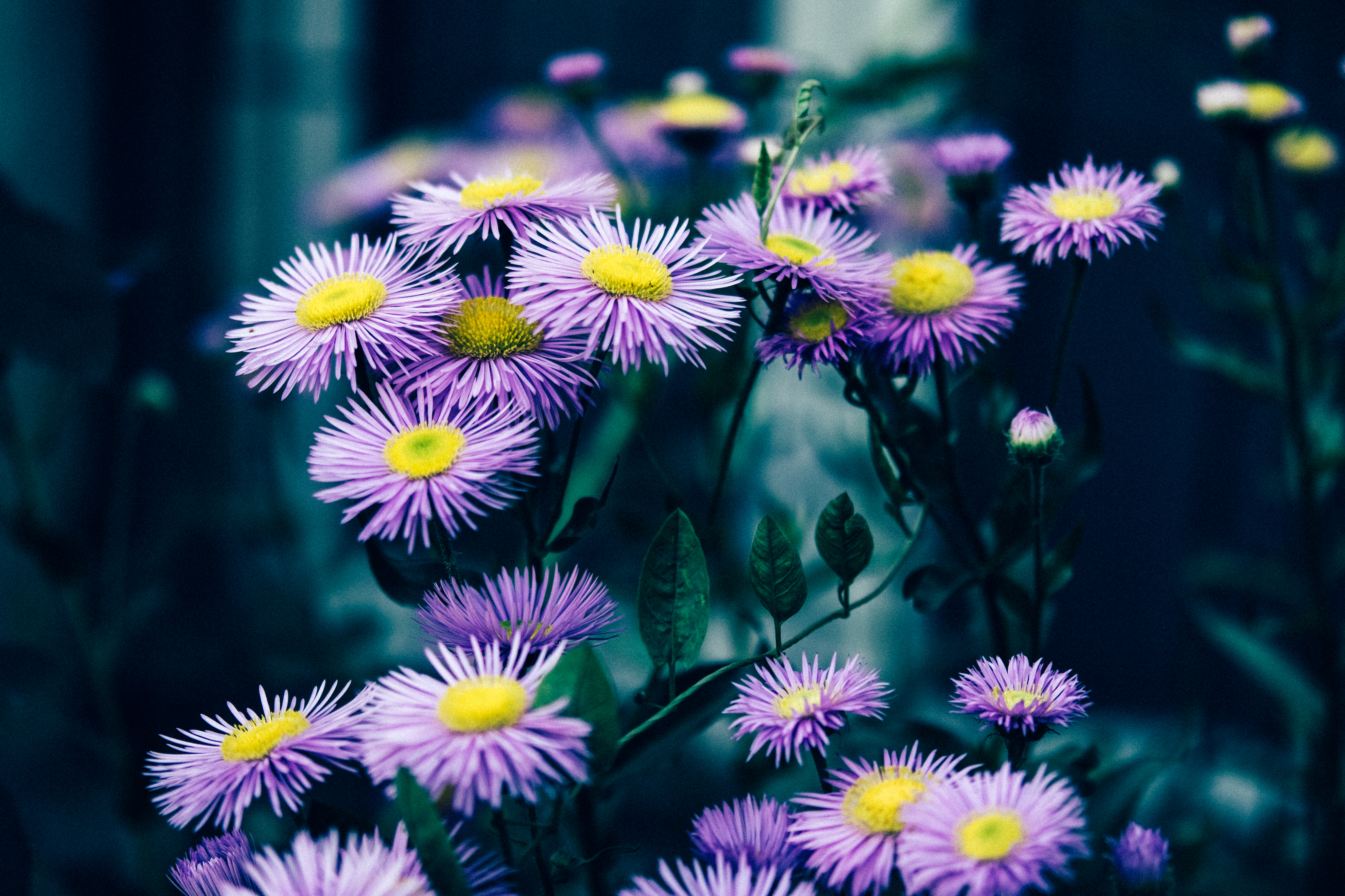 Бесплатное фото красивые цветы