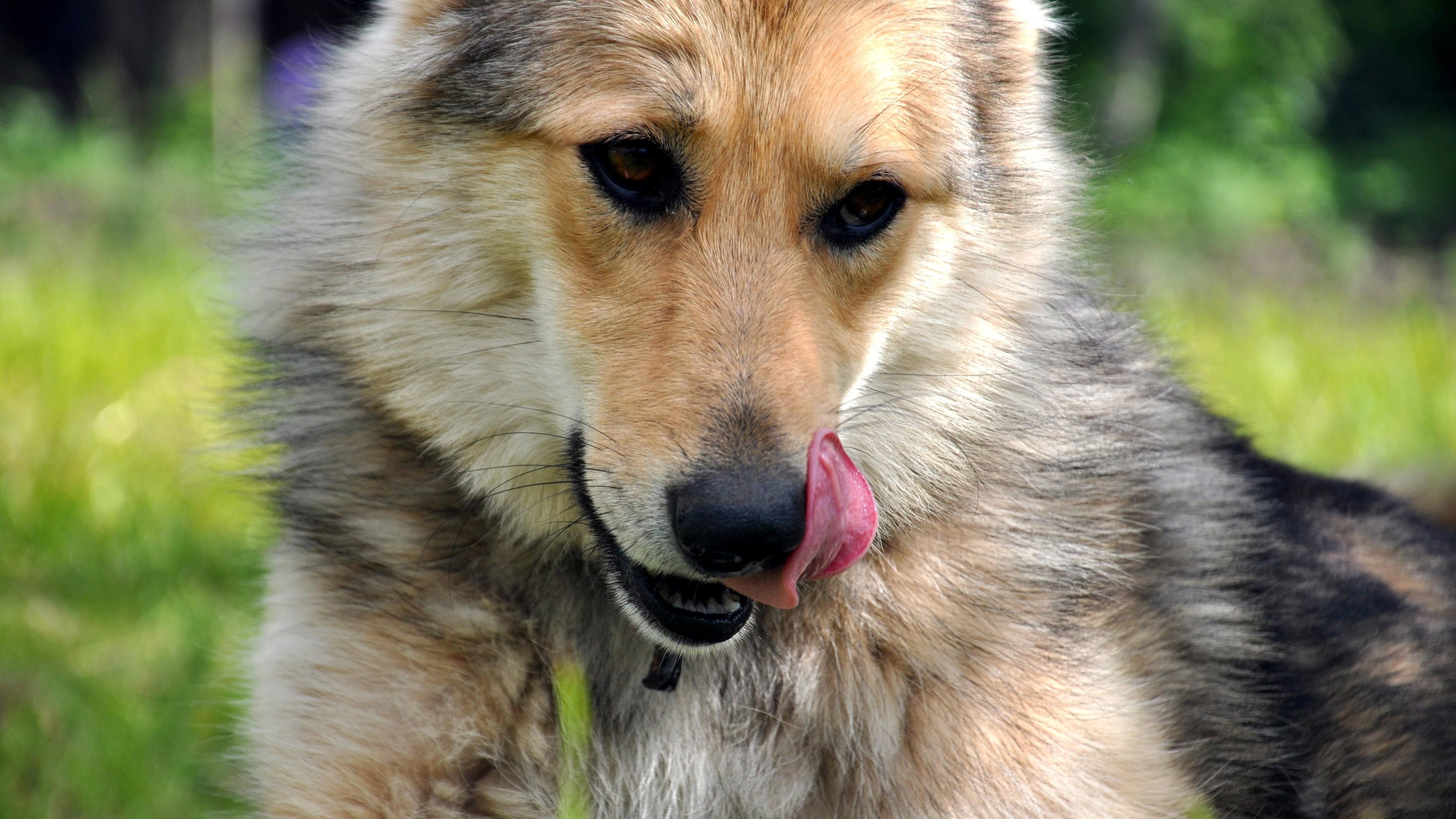 Wallpapers dog tongue muzzle on the desktop