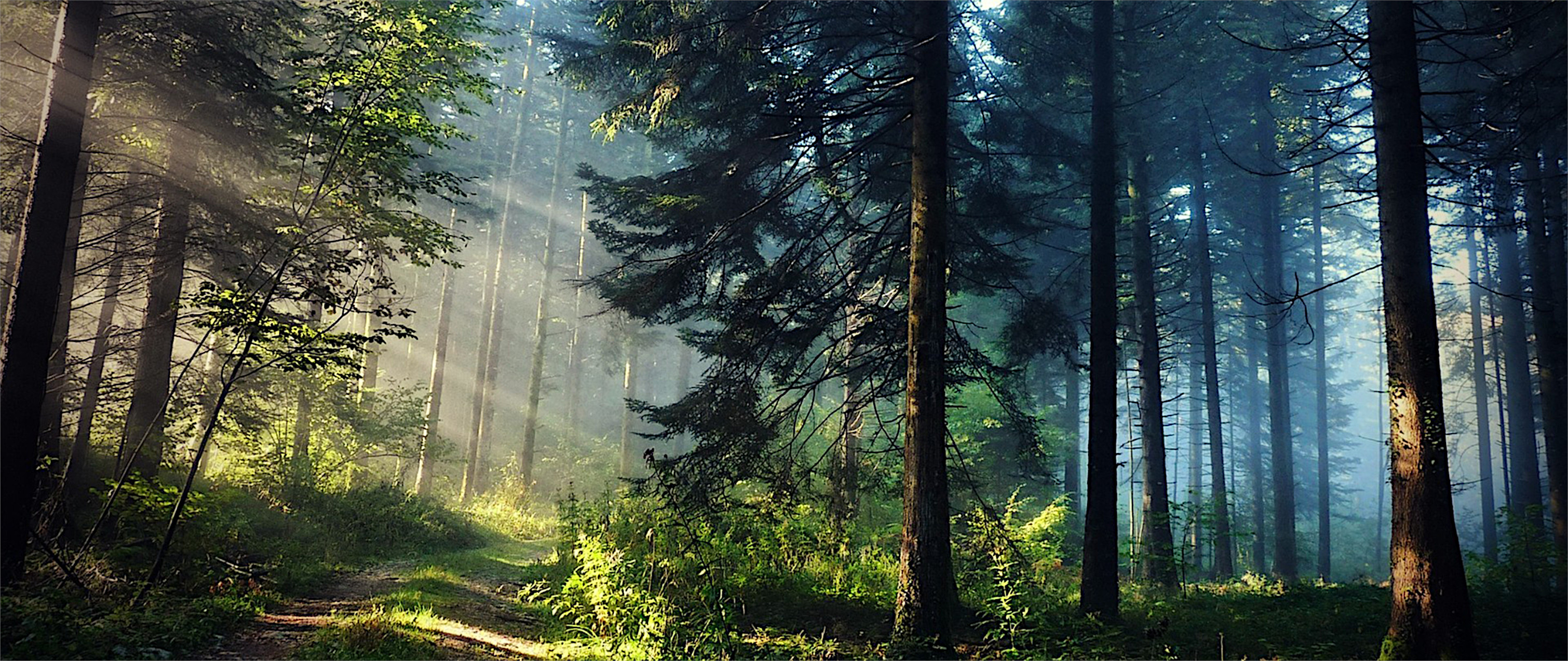 Sunlight illuminates a dirt road in a coniferous forest