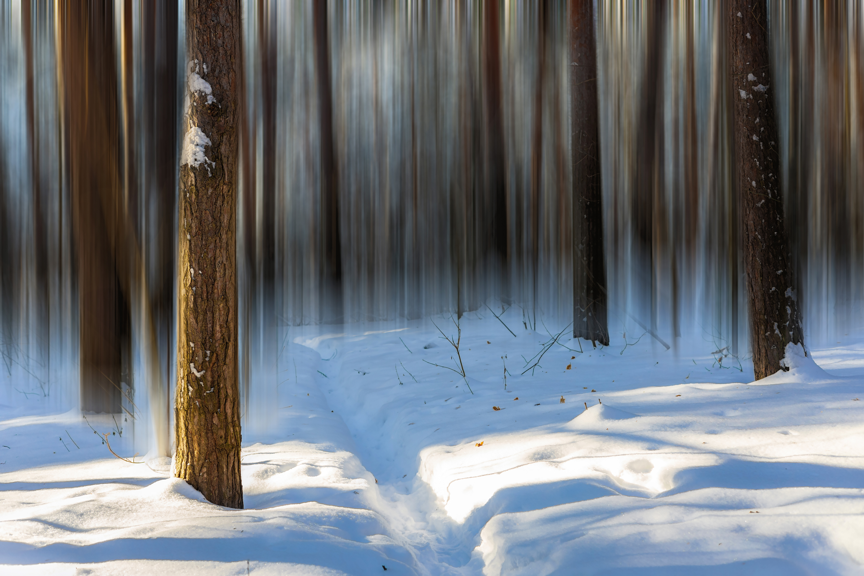 免费照片幻影森林