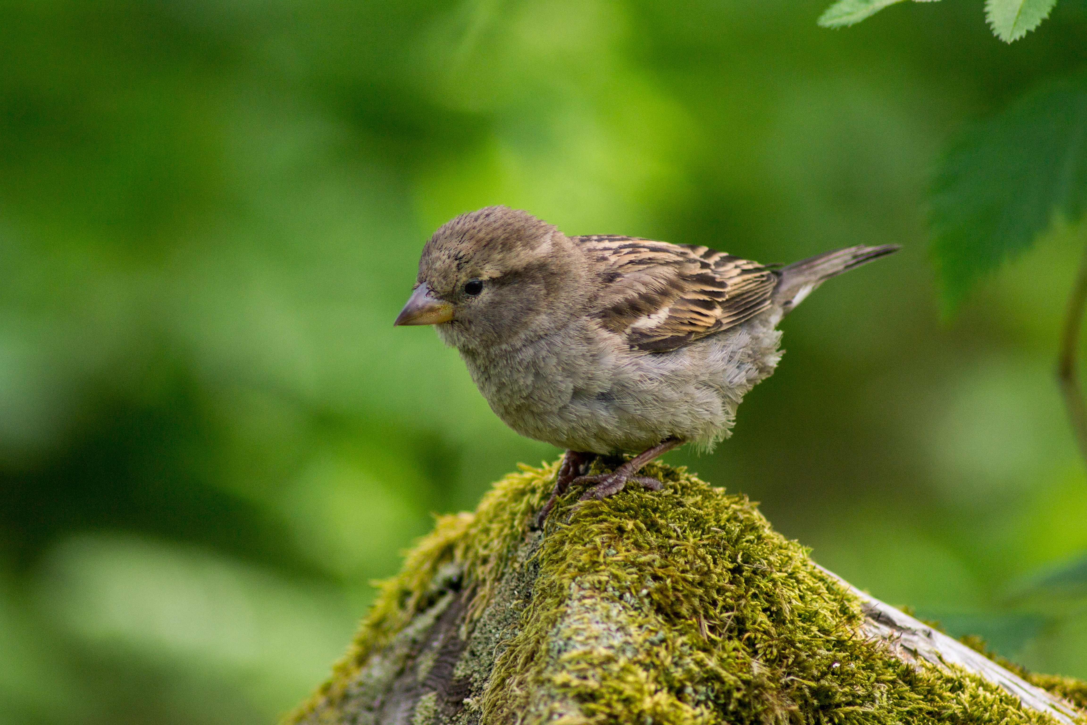 Free photo A little bird sits on a mossy rock.