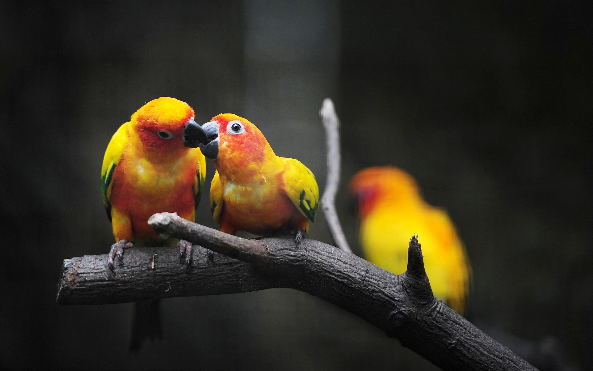 Wallpapers parrots young feeding on the desktop