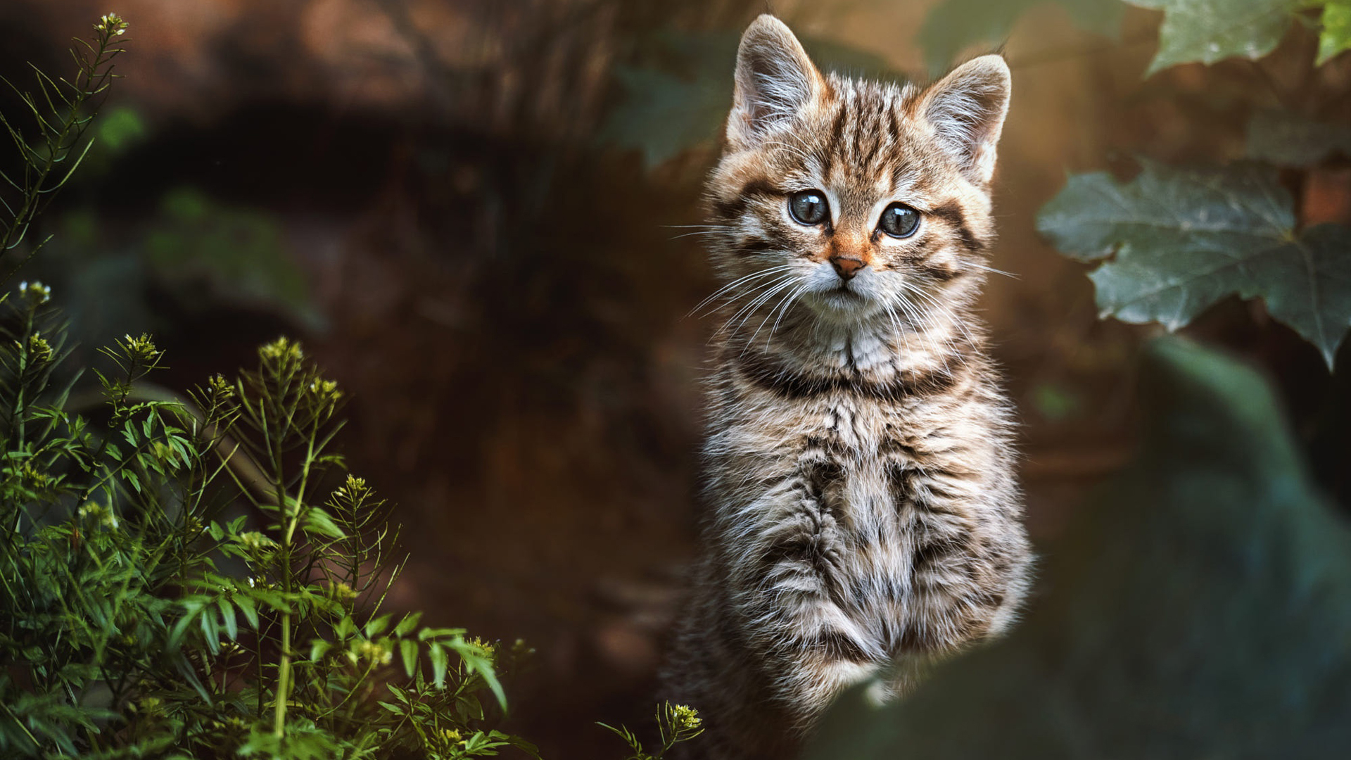 免费照片带有惊喜小猫的壁纸