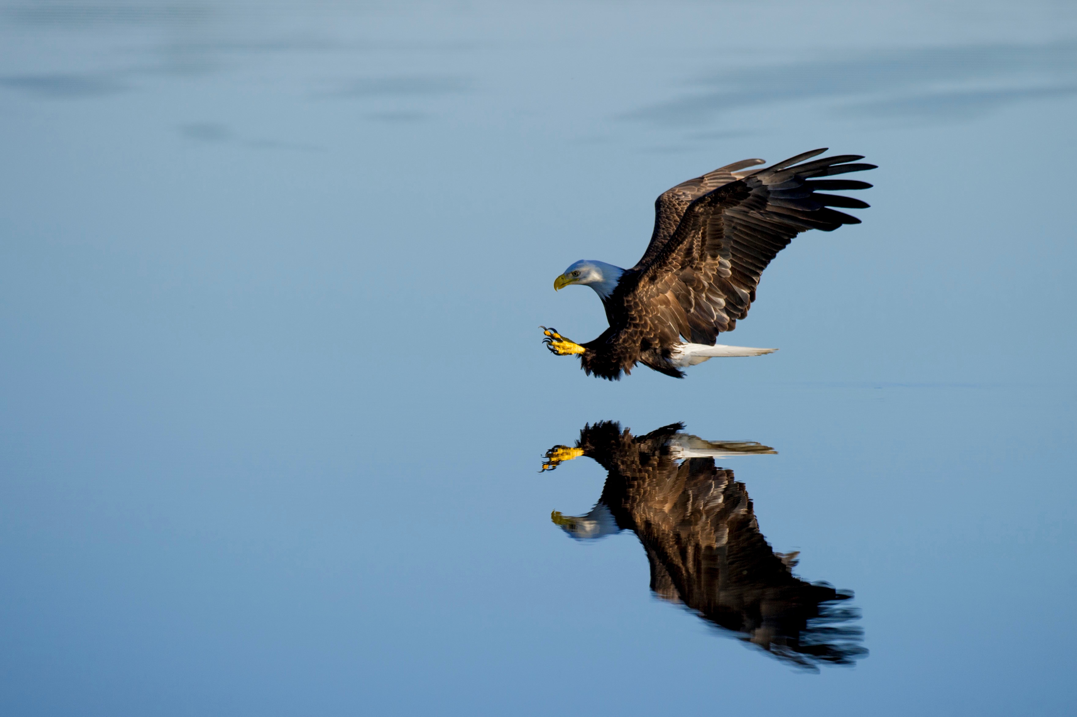 Free photo A hawk is fishing on the lake.