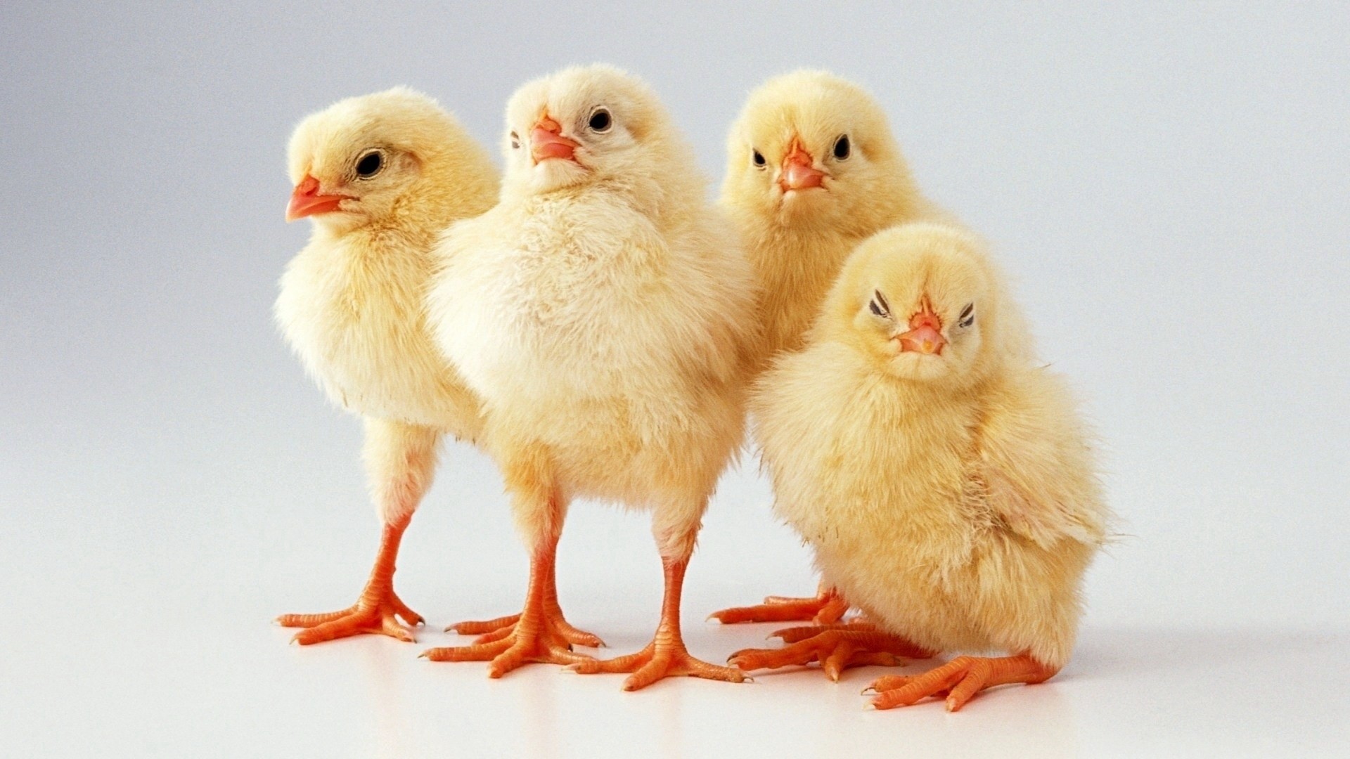 Wallpapers animals chickens children s animals on the desktop