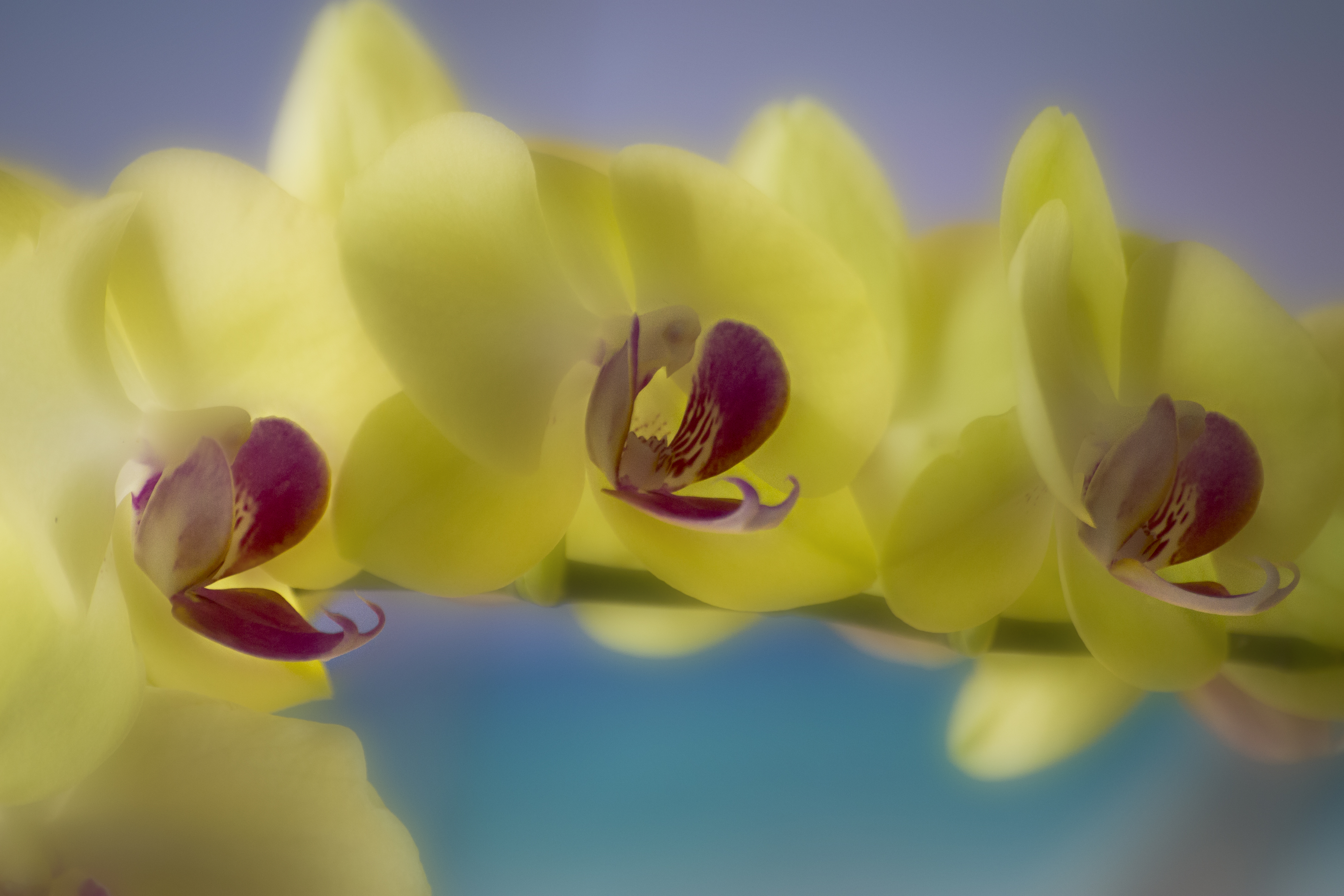 Wallpapers life pink white on the desktop