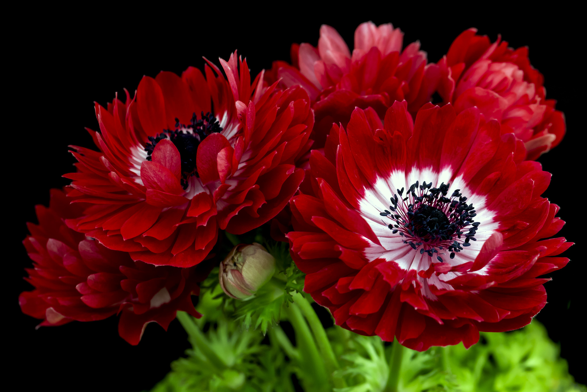 Wallpapers peony bouquet flower on the desktop