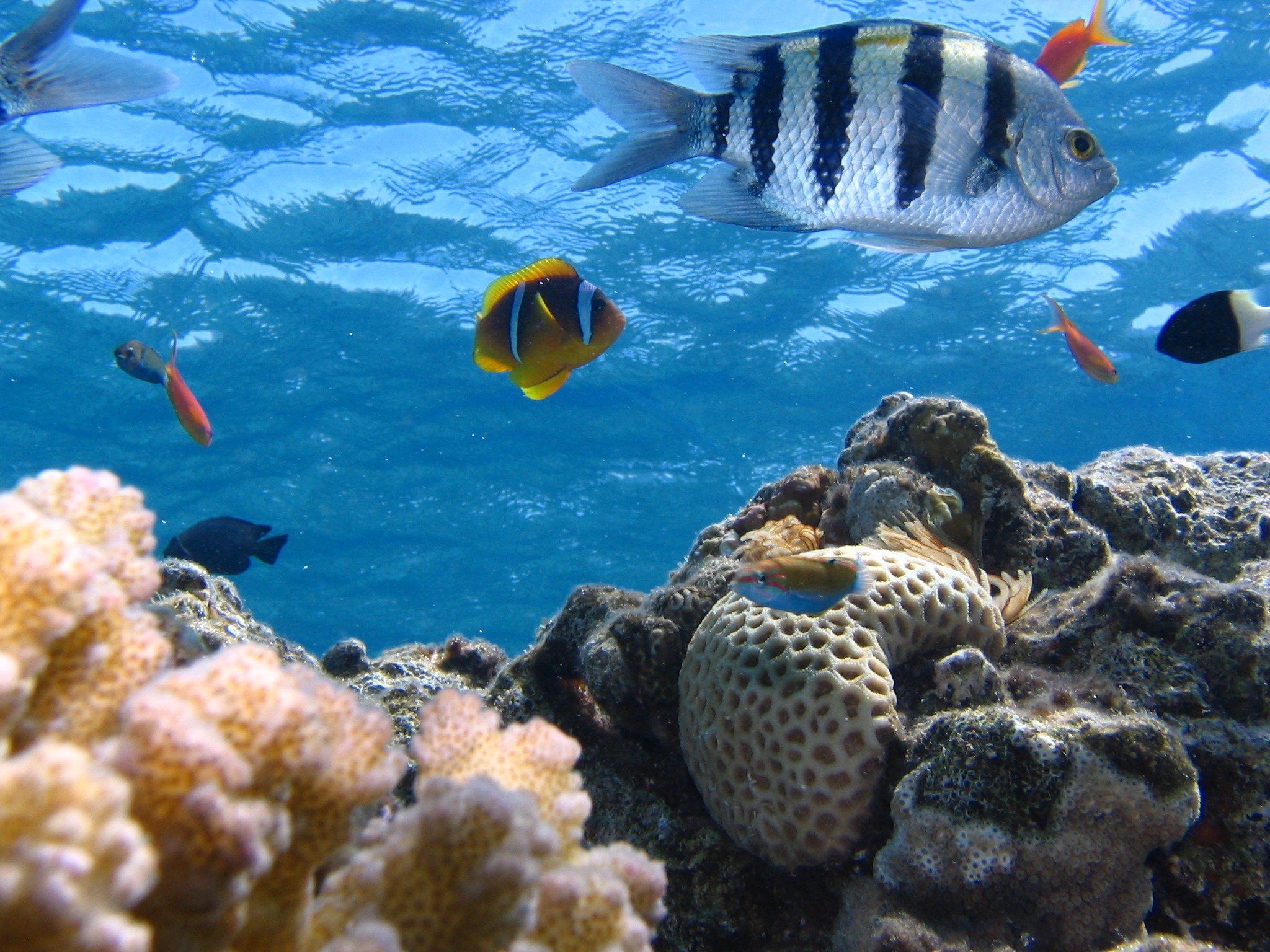 Free photo Seabed with coral and fish