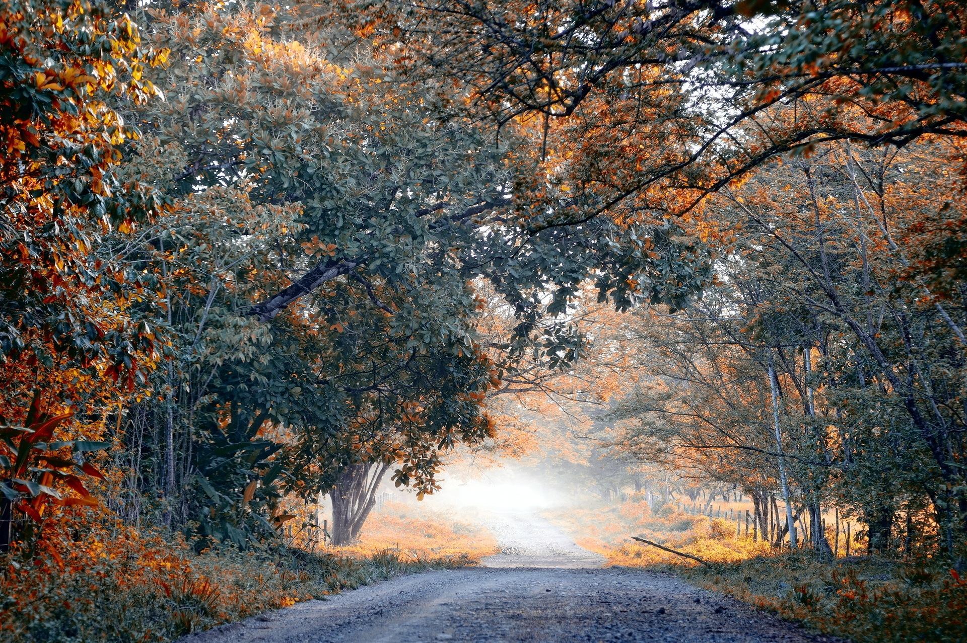 Бесплатное фото Картинка с грунтовой дорогой в осеннем лесу
