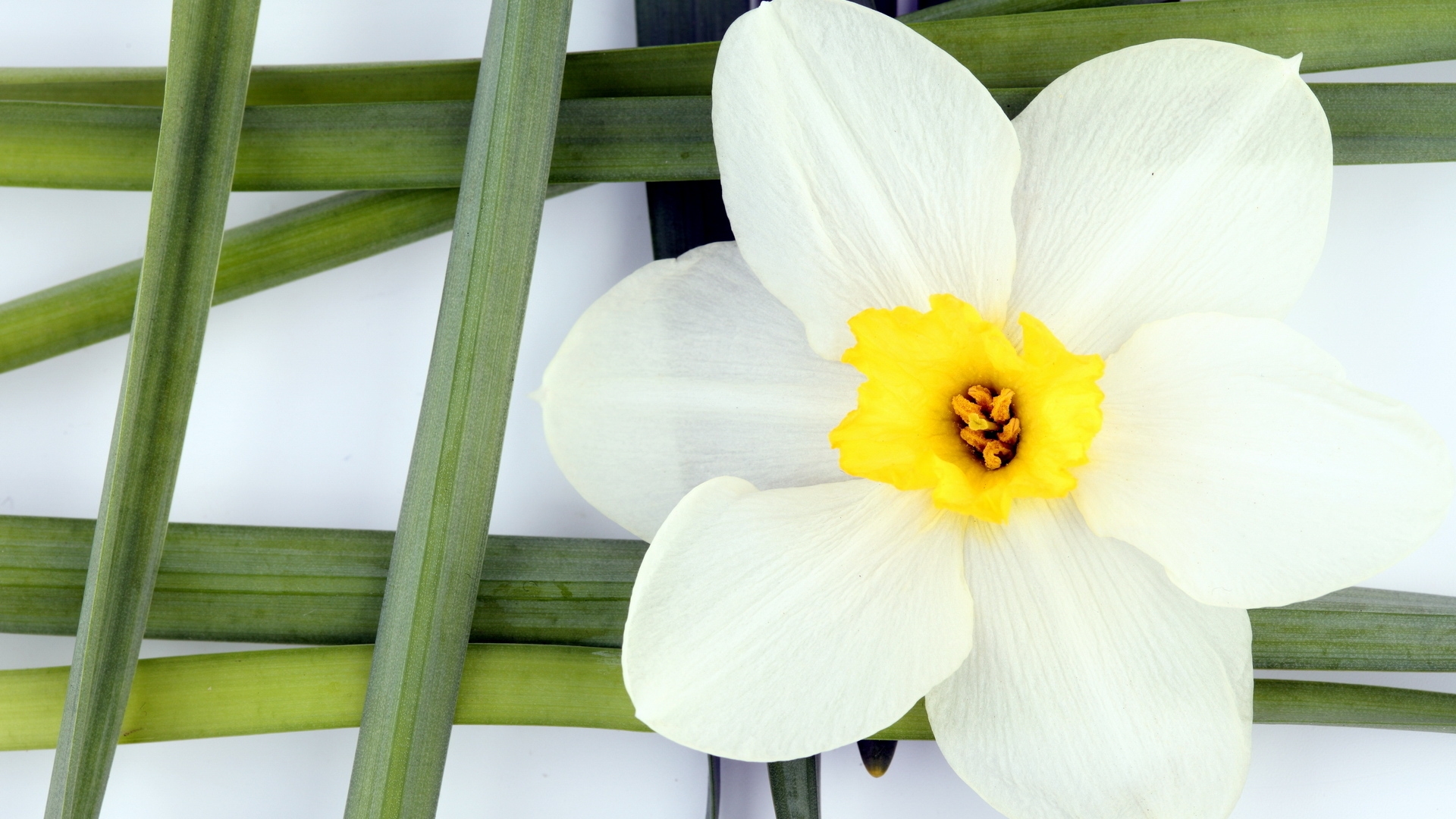 Wallpapers white yellow pattern on the desktop