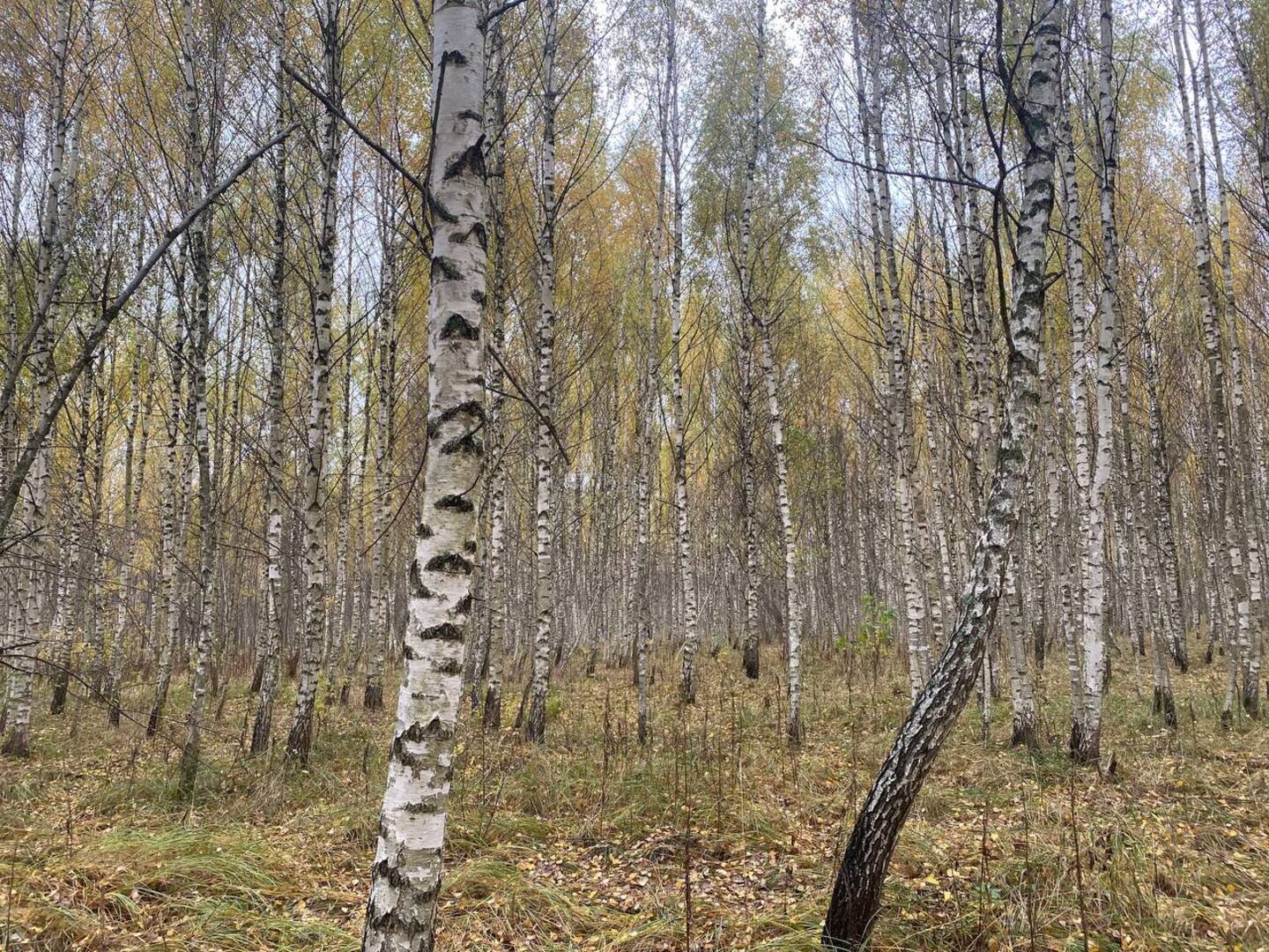 Birch Grove
