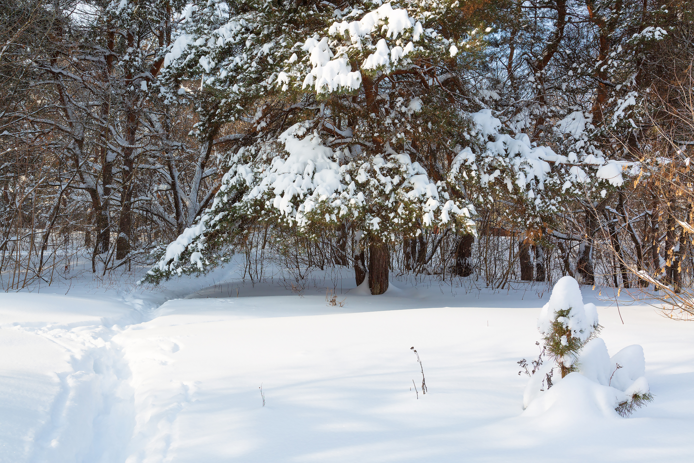 Бесплатное фото Зимний пейзаж с соснами в снегу
