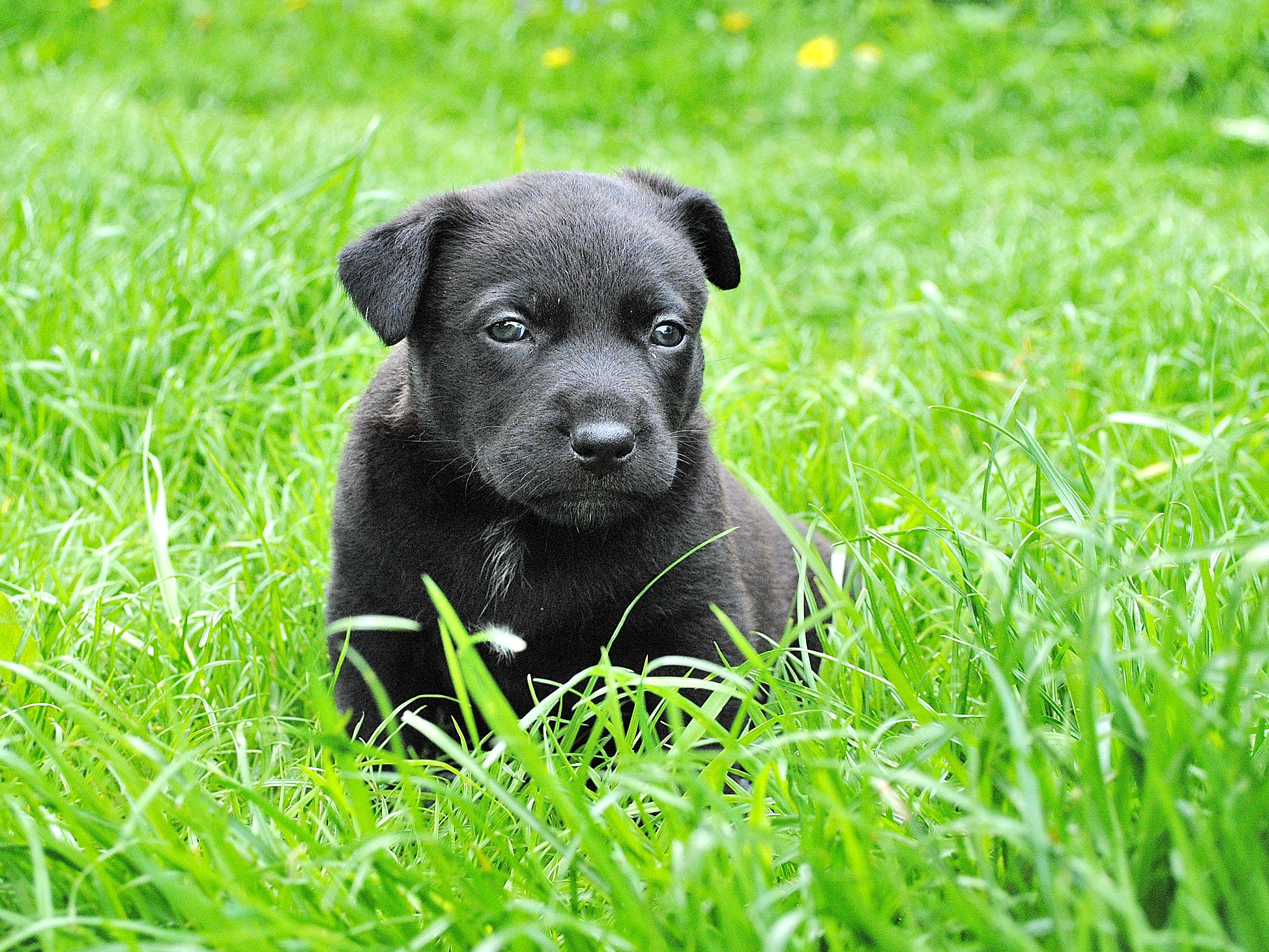 Free photo The little dog hides in the green grass