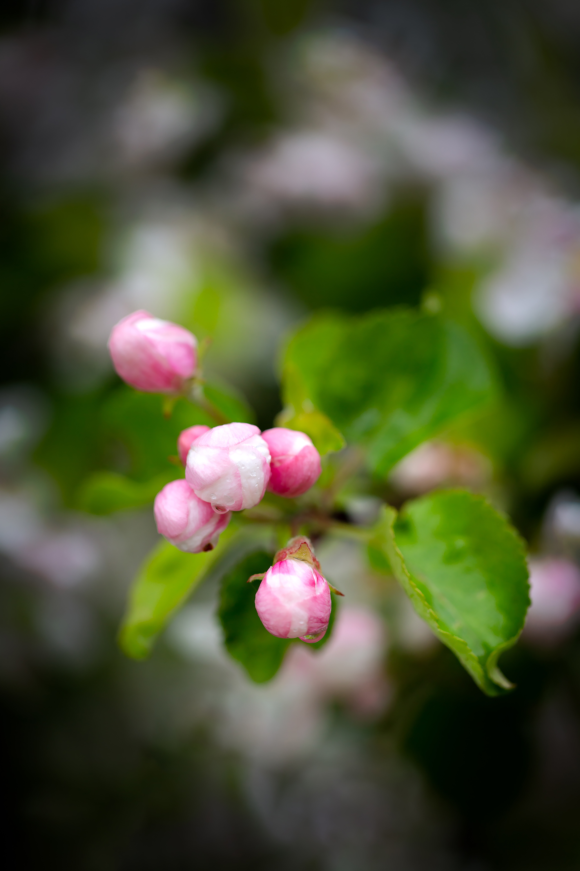 Wallpapers nature apple-tree spring on the desktop