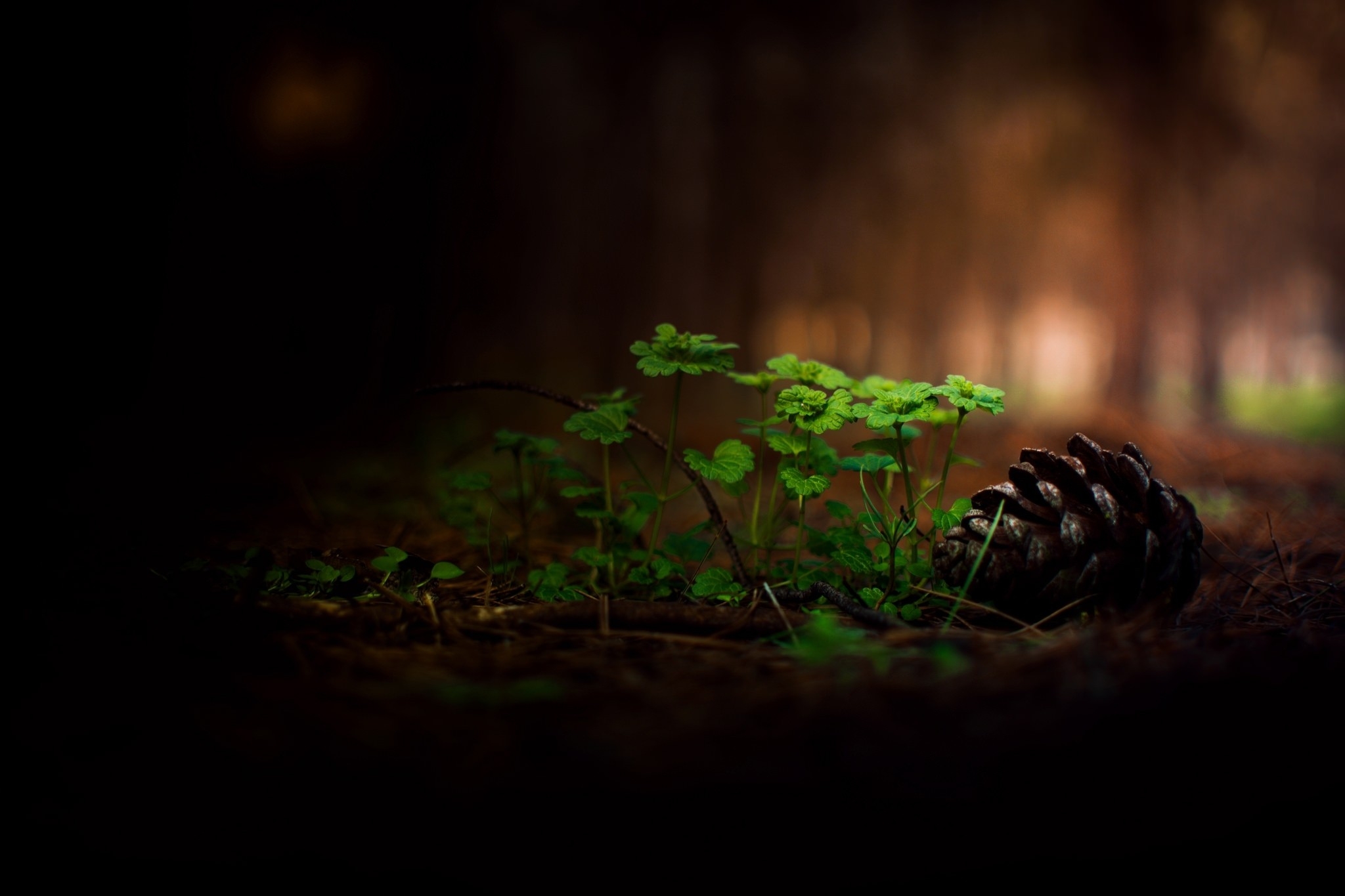 Wallpapers wallpaper earth macro pine cone on the desktop