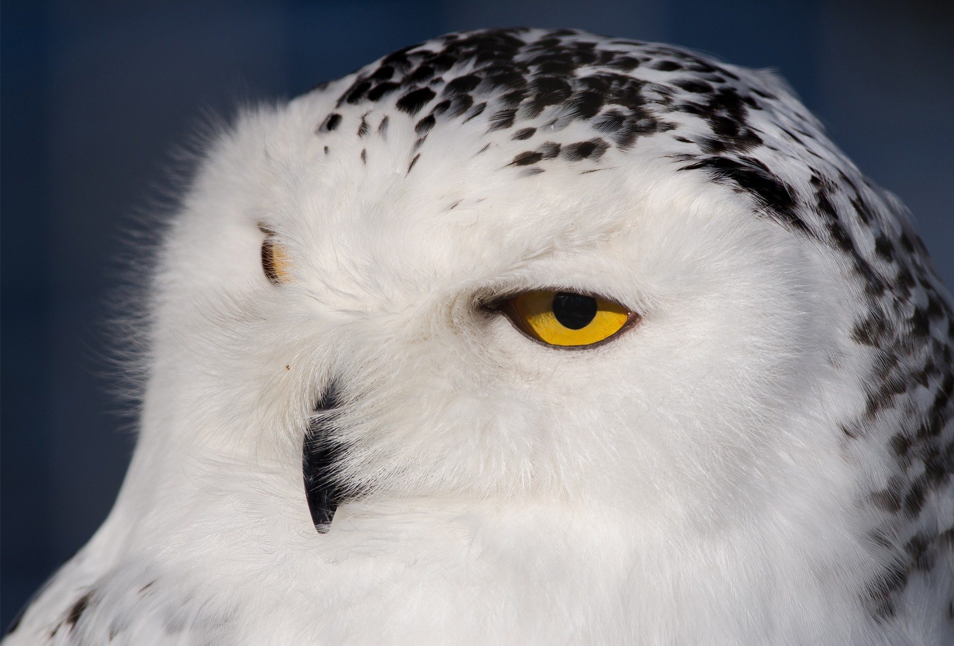 A white owl with bright yellow eyes