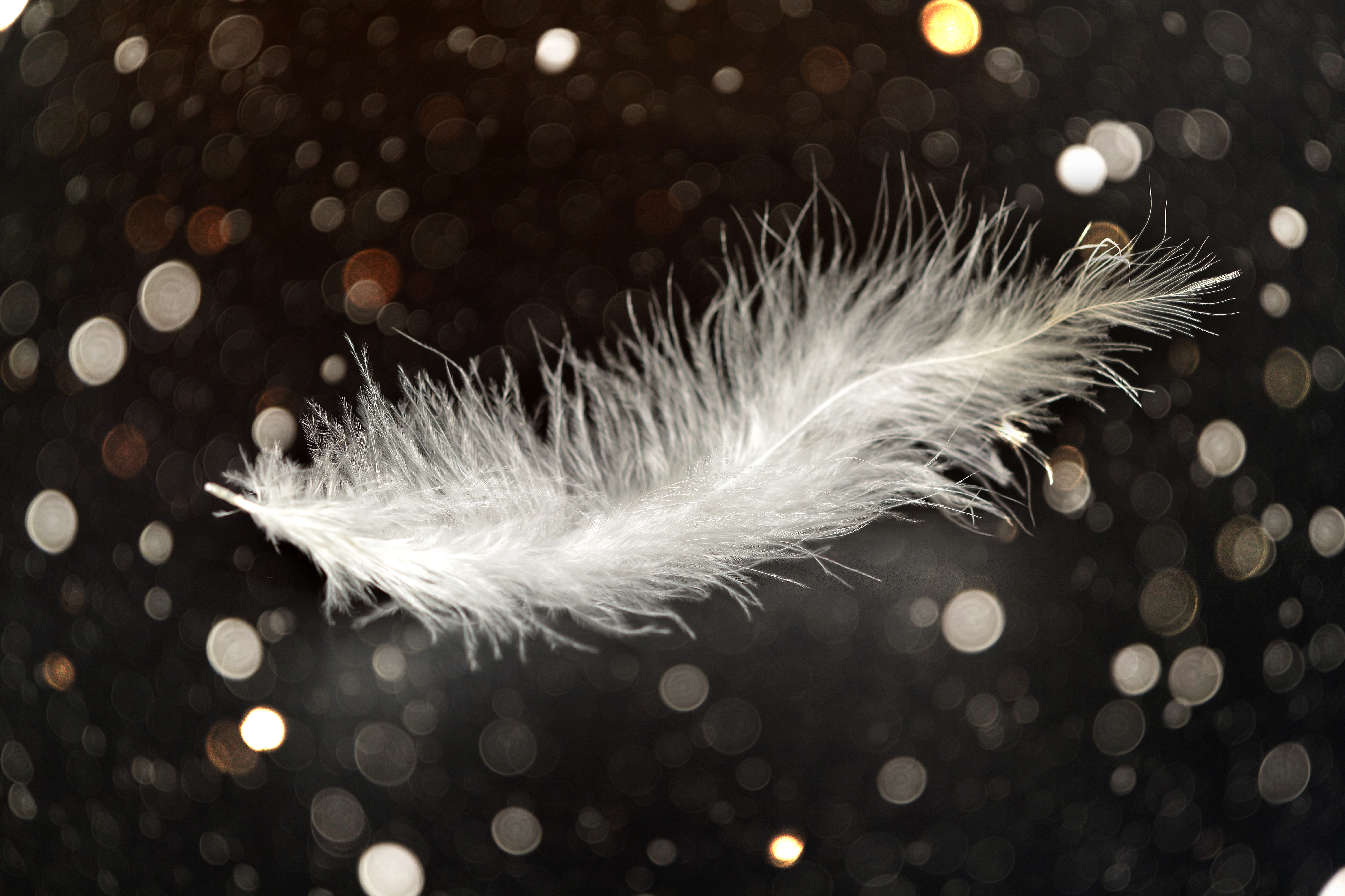 Wallpapers white spring feather on the desktop