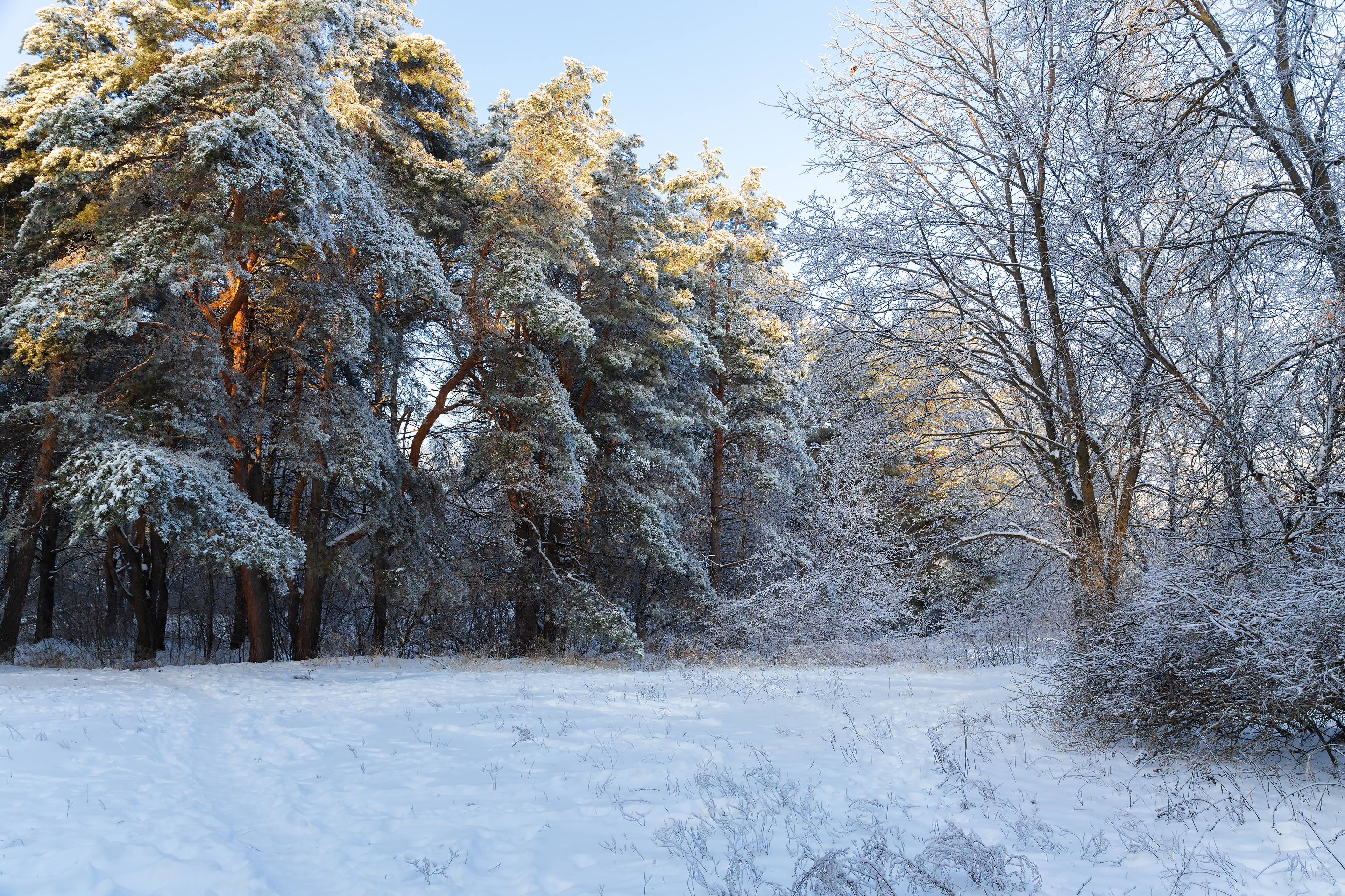 Бесплатное фото Лесная природа зимой