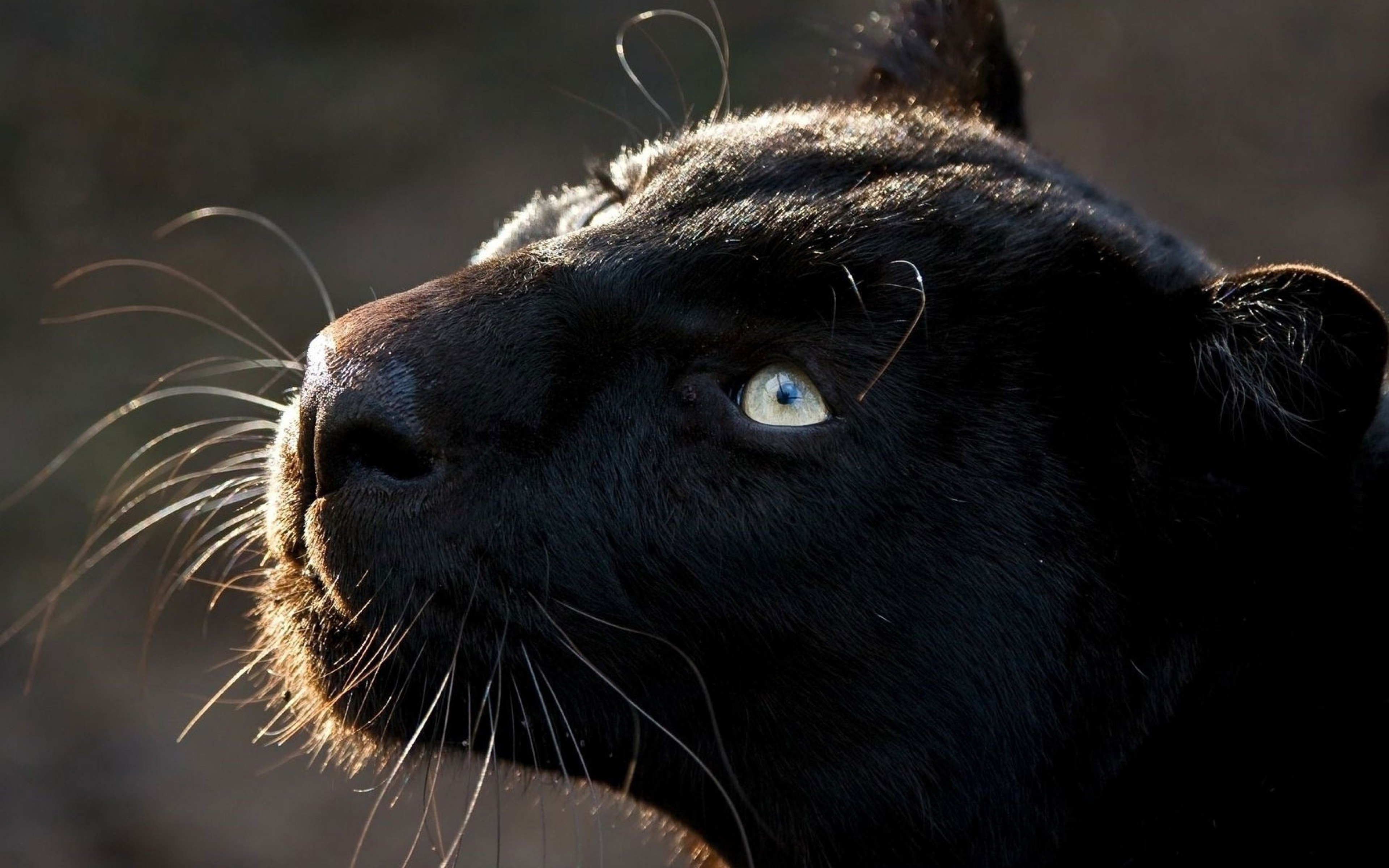 Wallpapers mustache black cat nose on the desktop