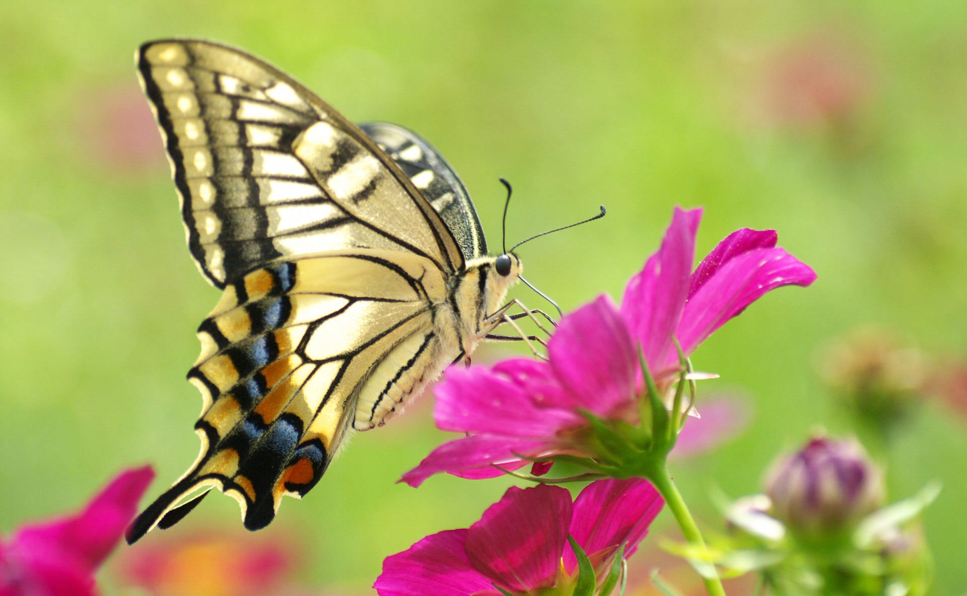 花朵上色彩鲜艳的蝴蝶
