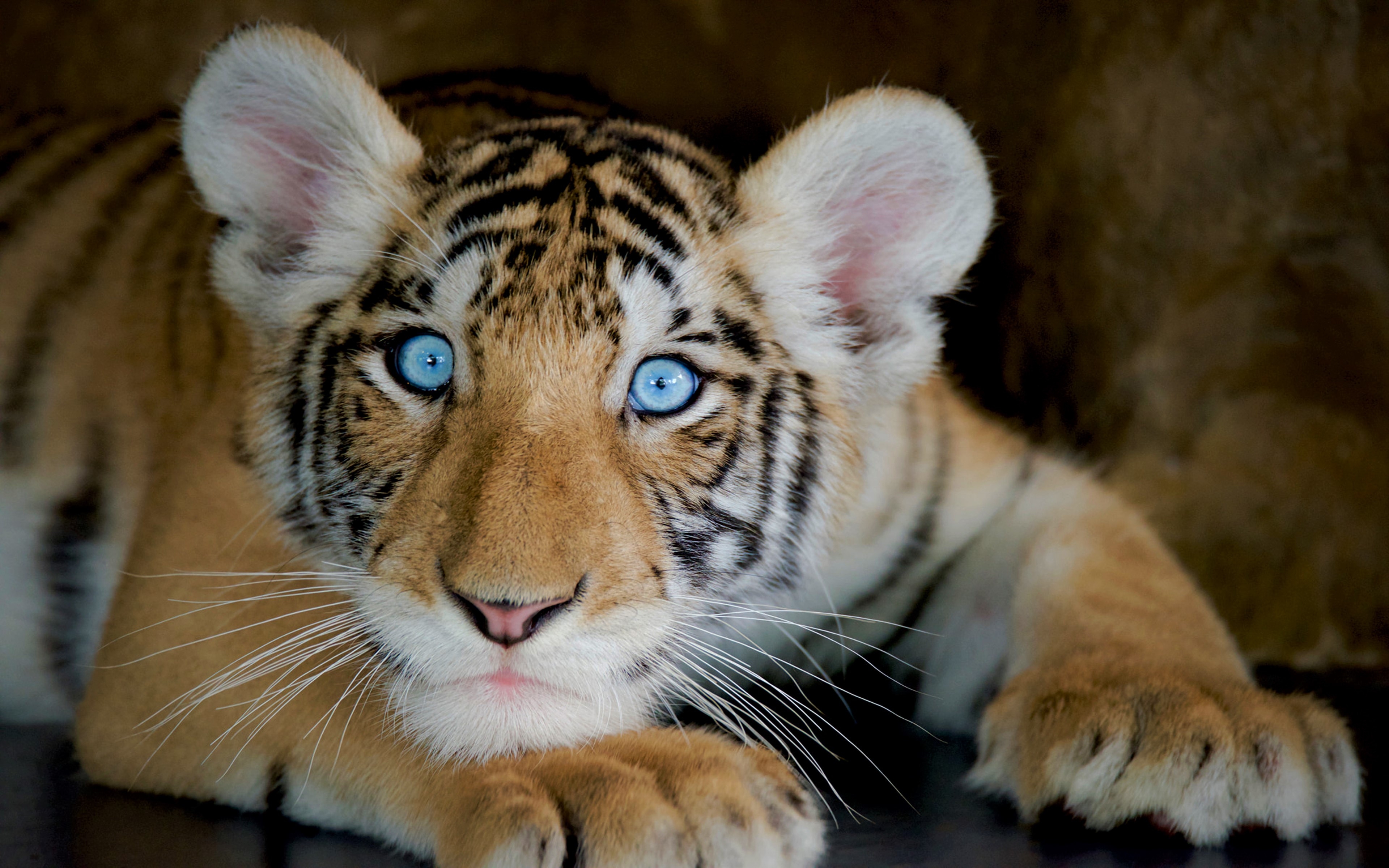 免费照片蓝眼睛的小老虎