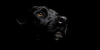 Black dog face on black background
