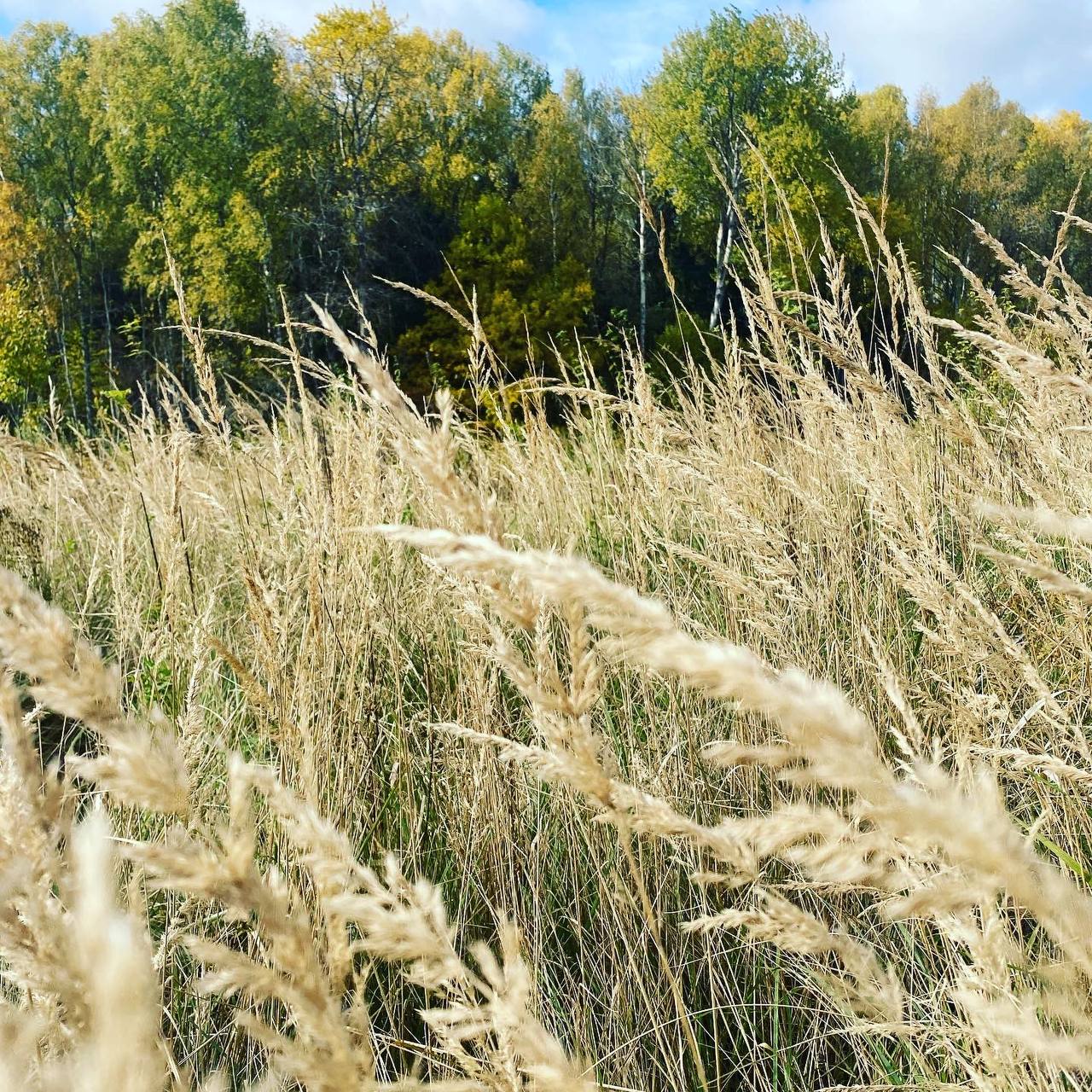 Бесплатное фото Золотой колос