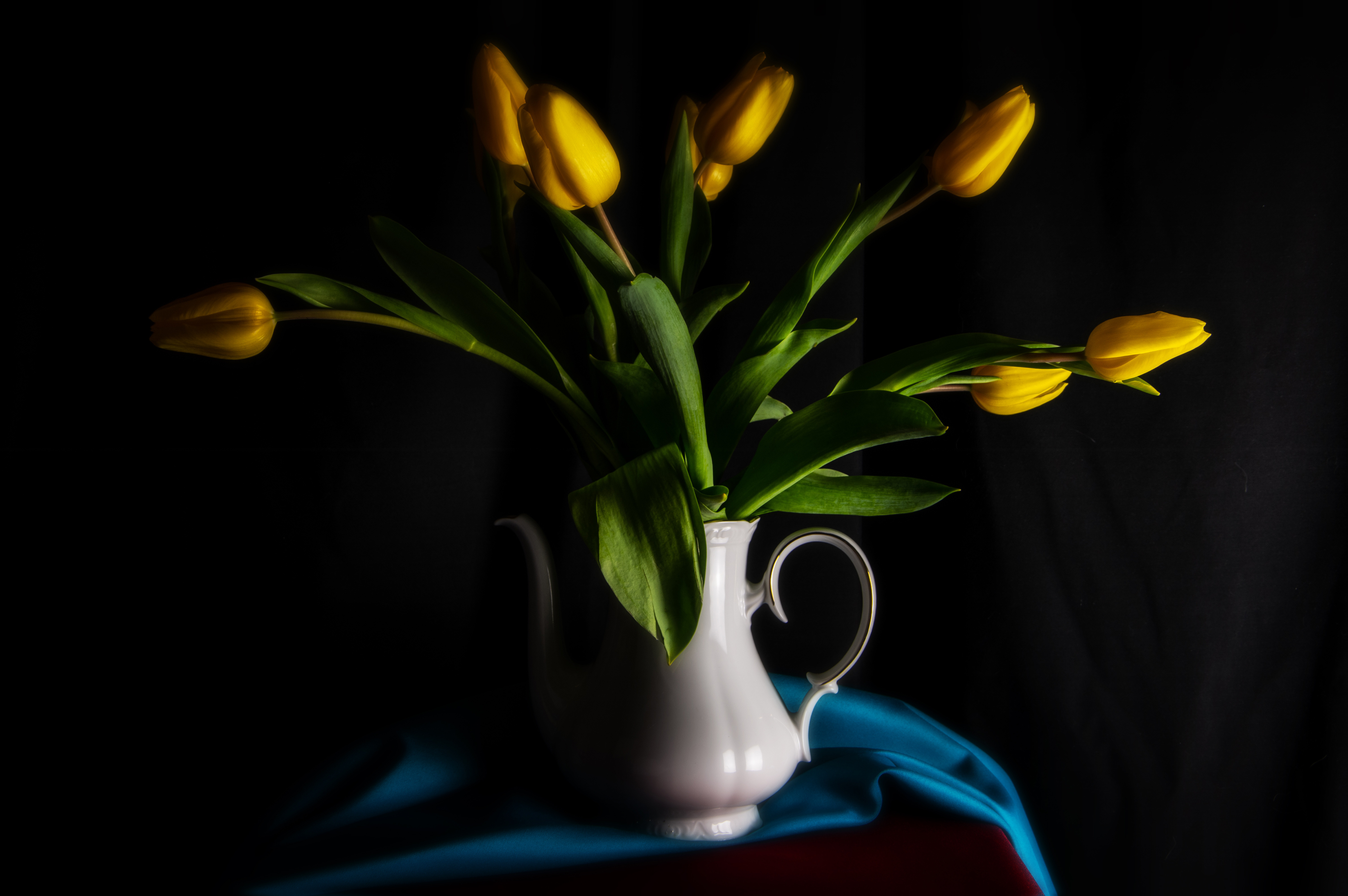 Wallpapers flowers tulip yellow on the desktop