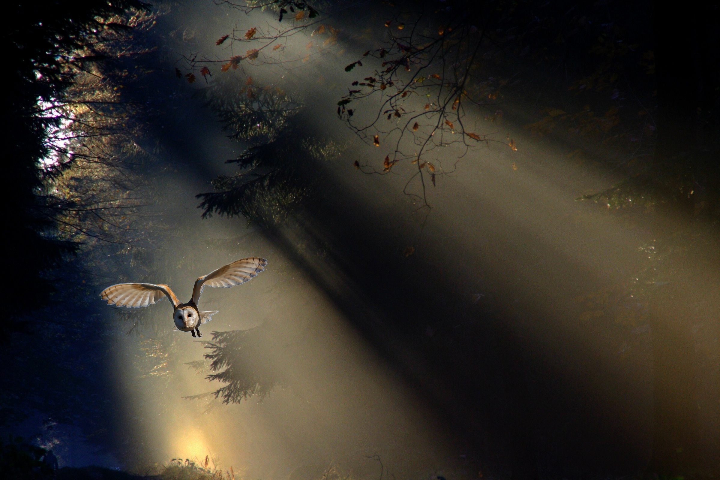 Wallpapers barn owl forest light on the desktop