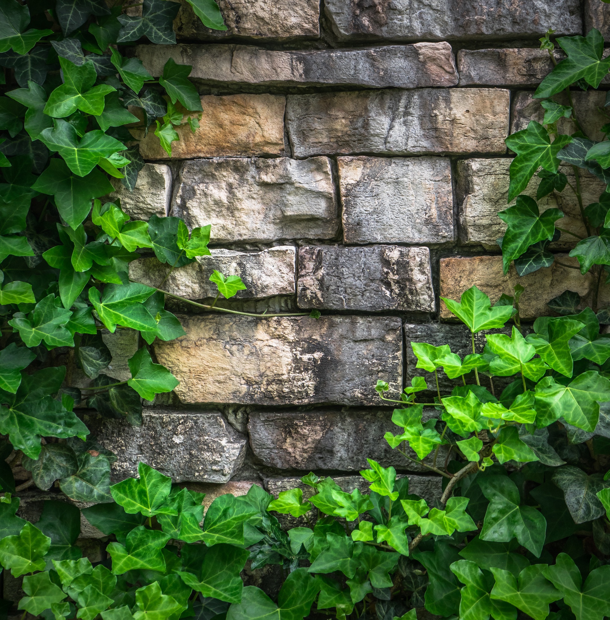 Free photo A plant with green leaves grows on a stone wall