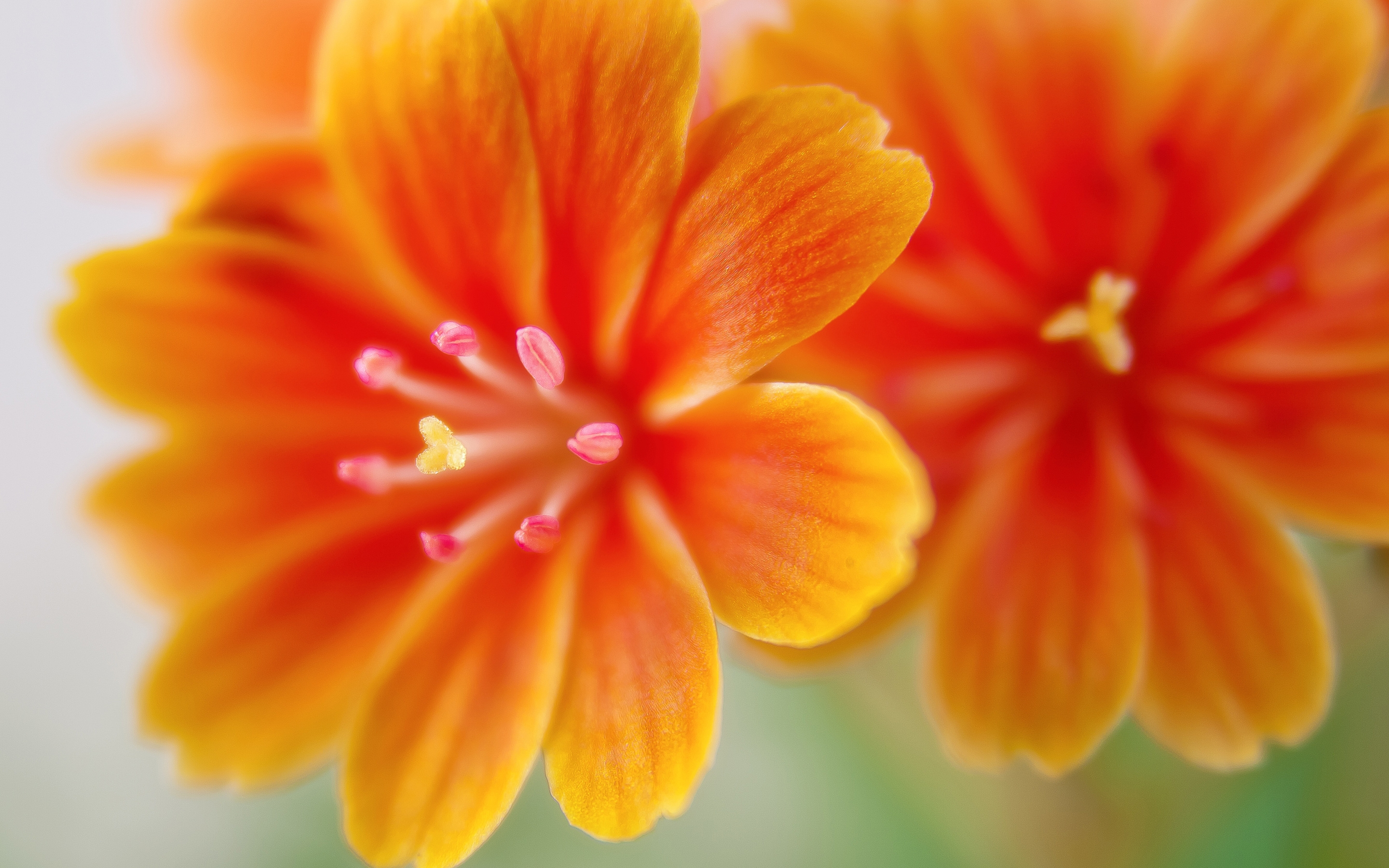 橙色花瓣的花朵