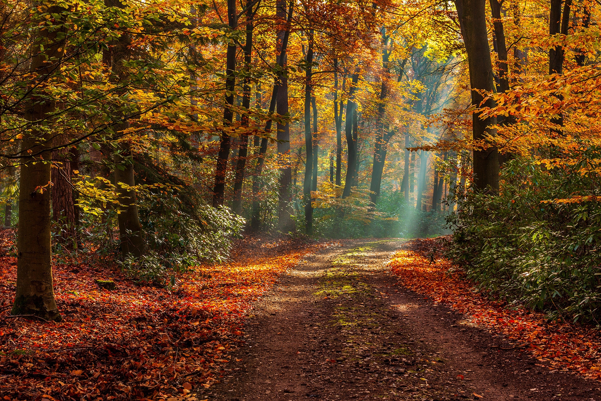 Wallpapers fallen leaves sun rays autumn leaves on the desktop