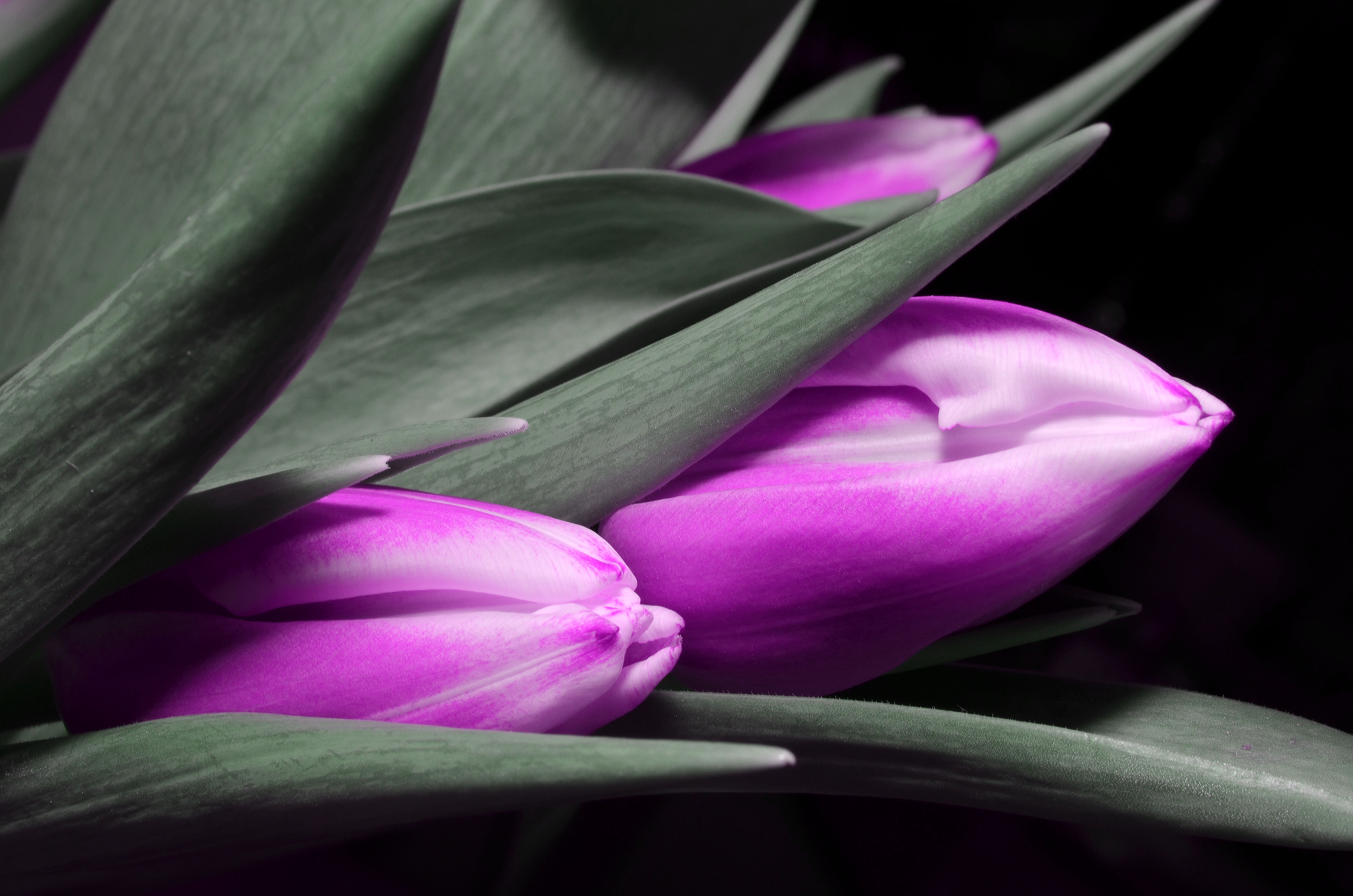 Free photo Picture of a bouquet of pink tulips.