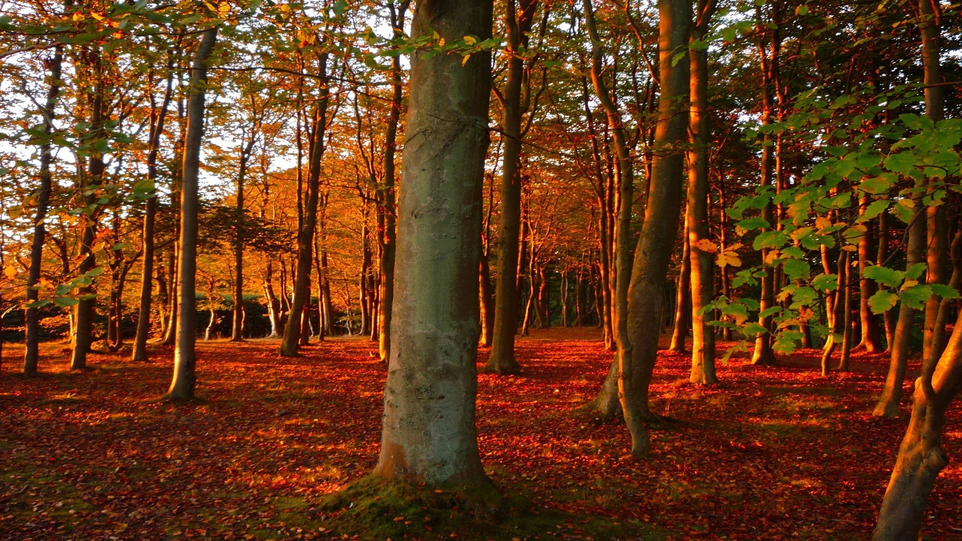 Free photo Autumn forest during leaf fall