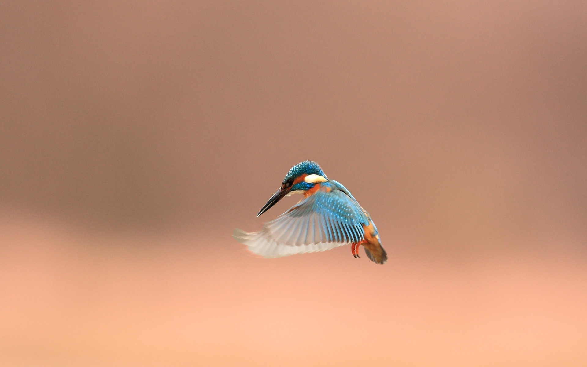 The flight of the Kingfisher