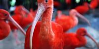 Красные ибисы
