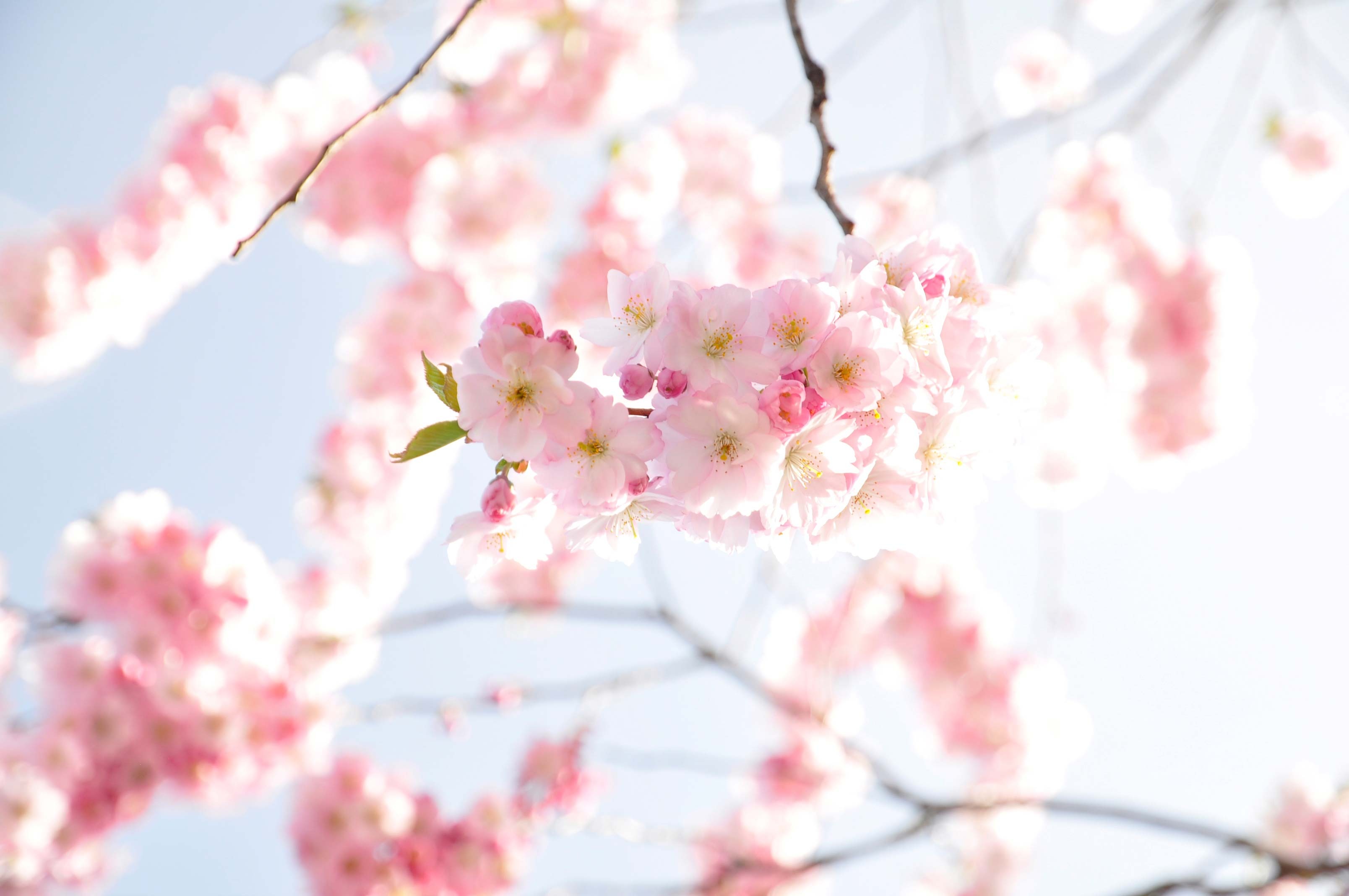 Бесплатное фото Красивая розовая веточка с цветками вишни