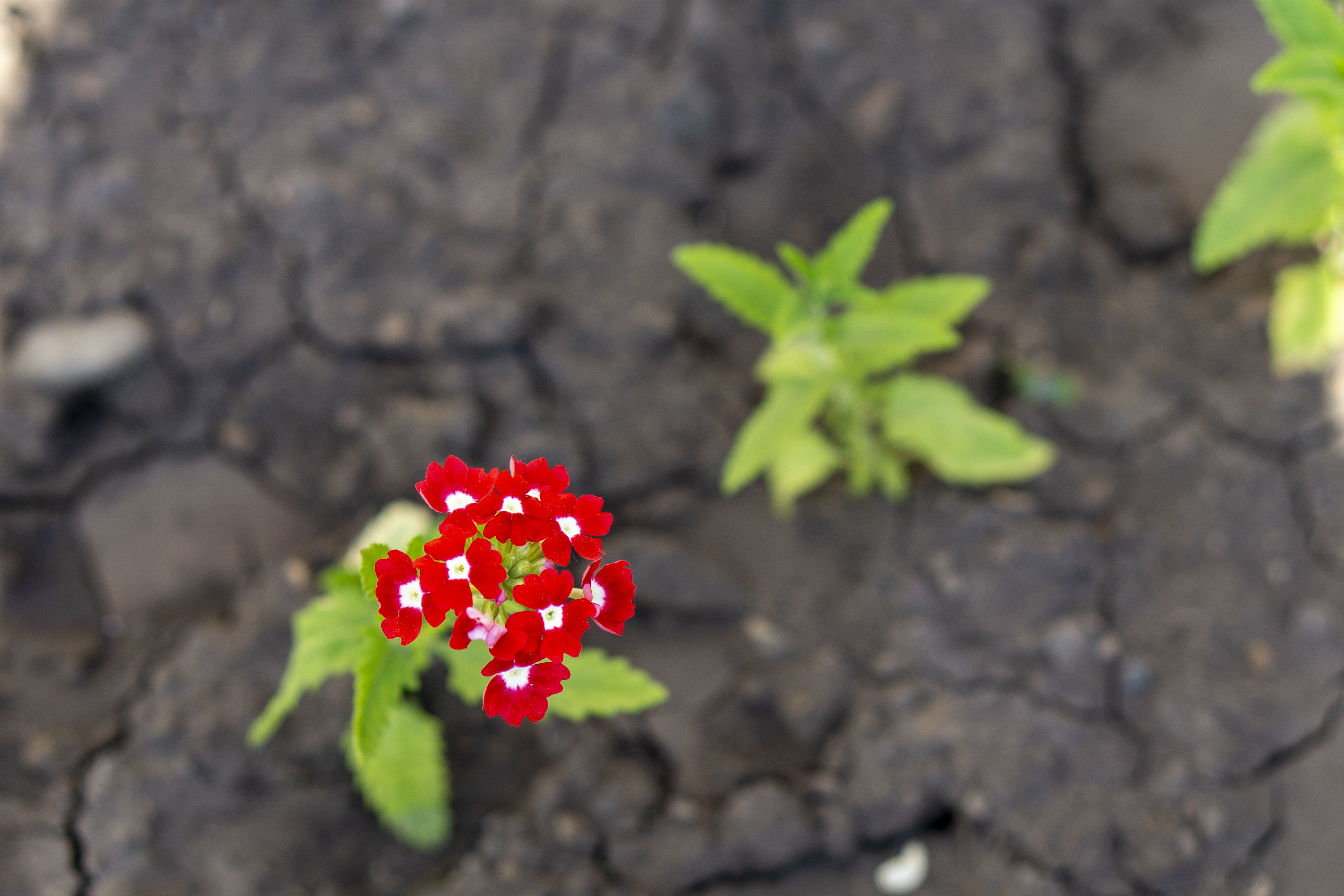 Free photo Colorful red flowers with sickly cercivine