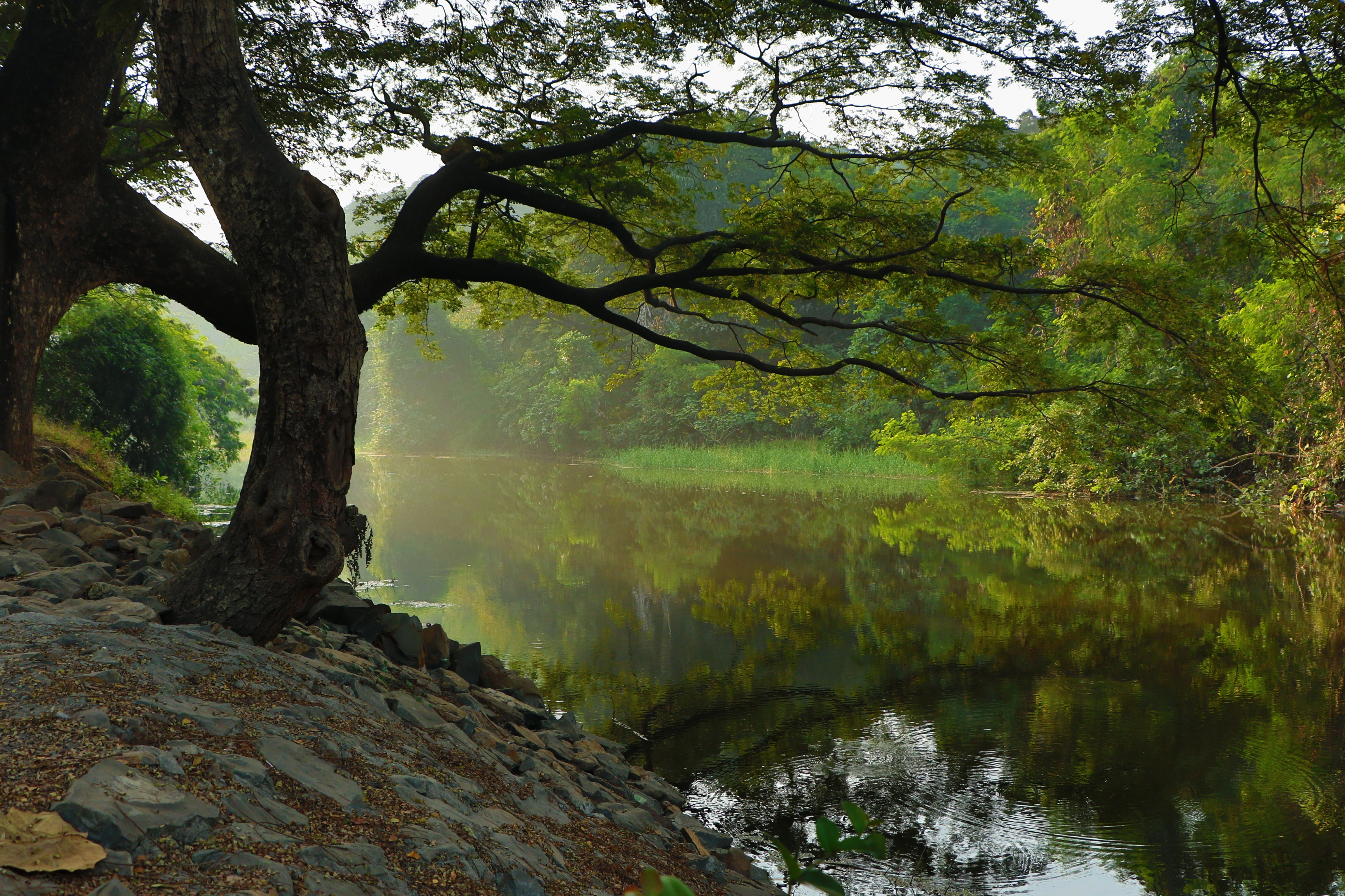 Free photo Dawn on the river bank in the woods