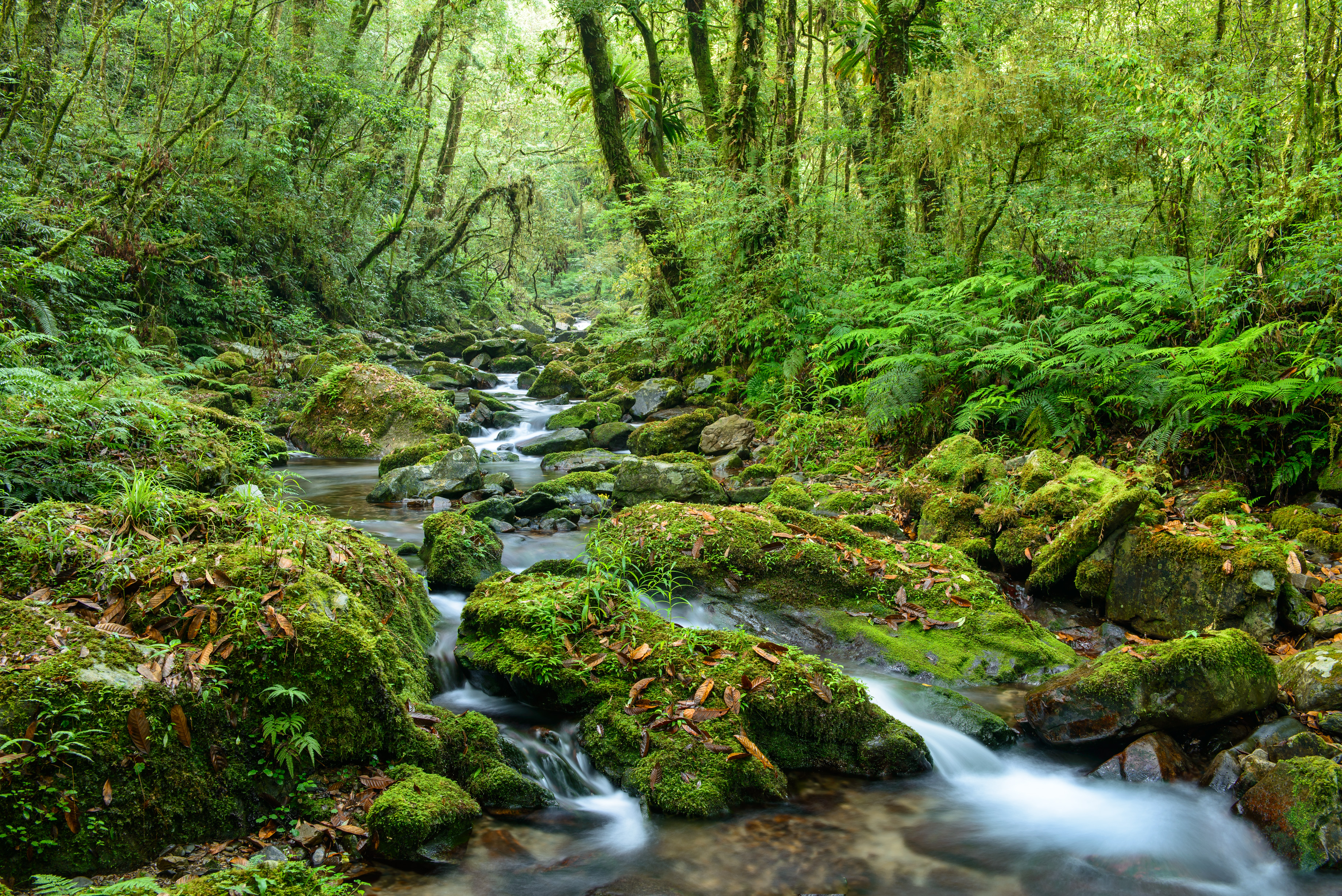 Wallpapers river forest moss on the rocks on the desktop