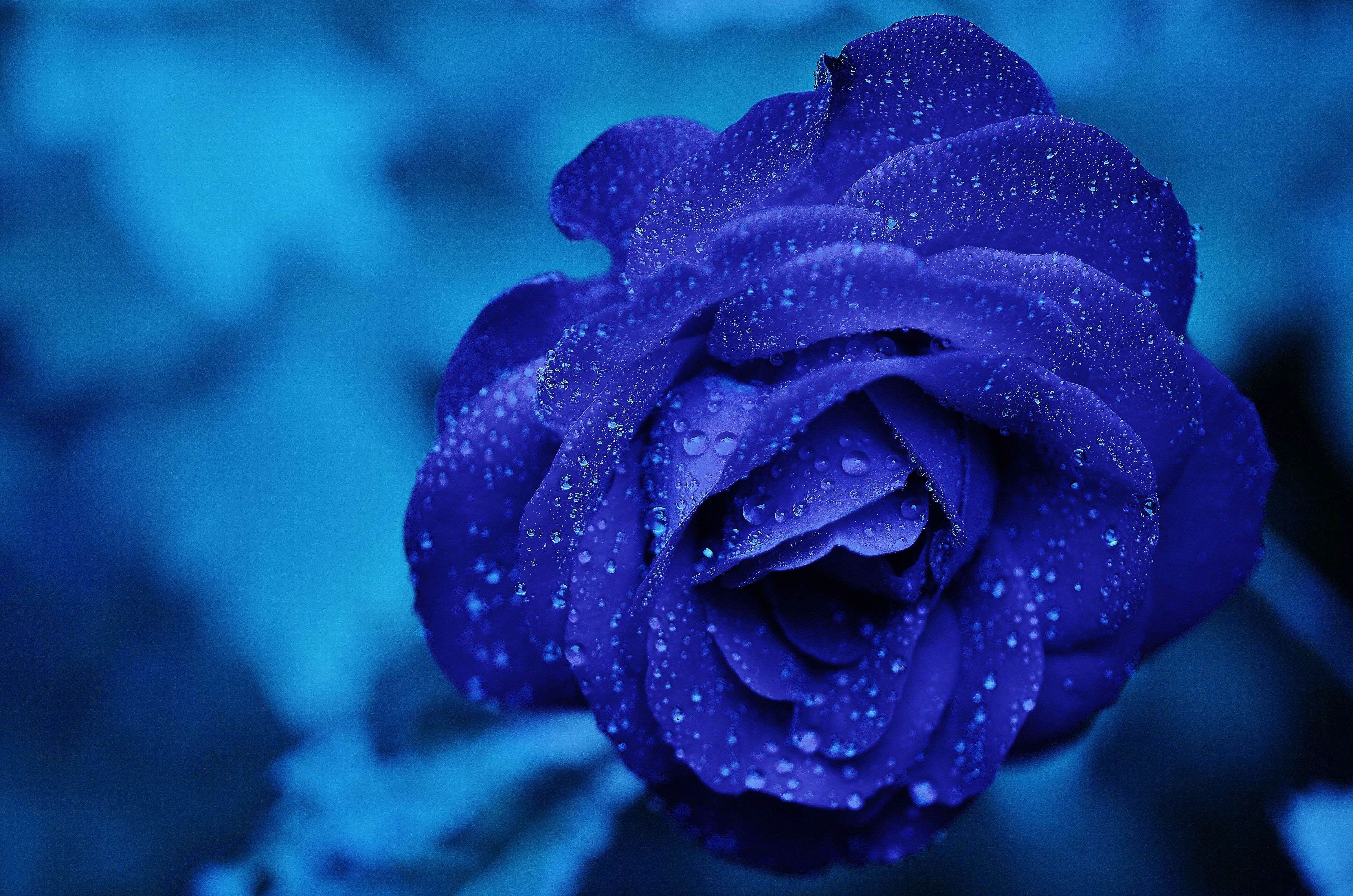 蓝色玫瑰花蕾