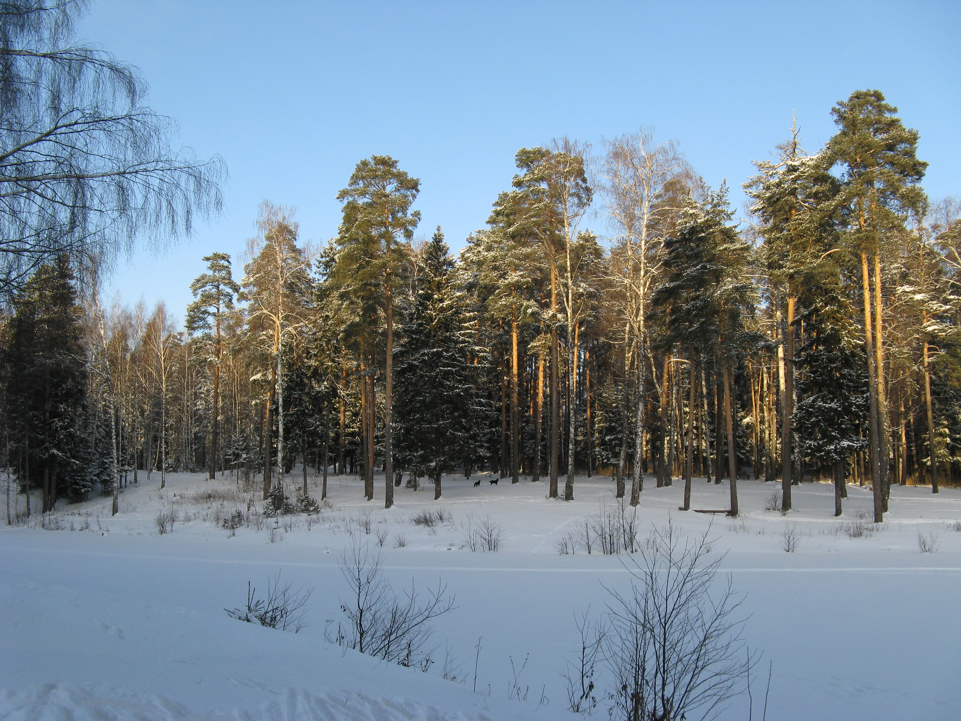 Free photo Download photo of nature, winter