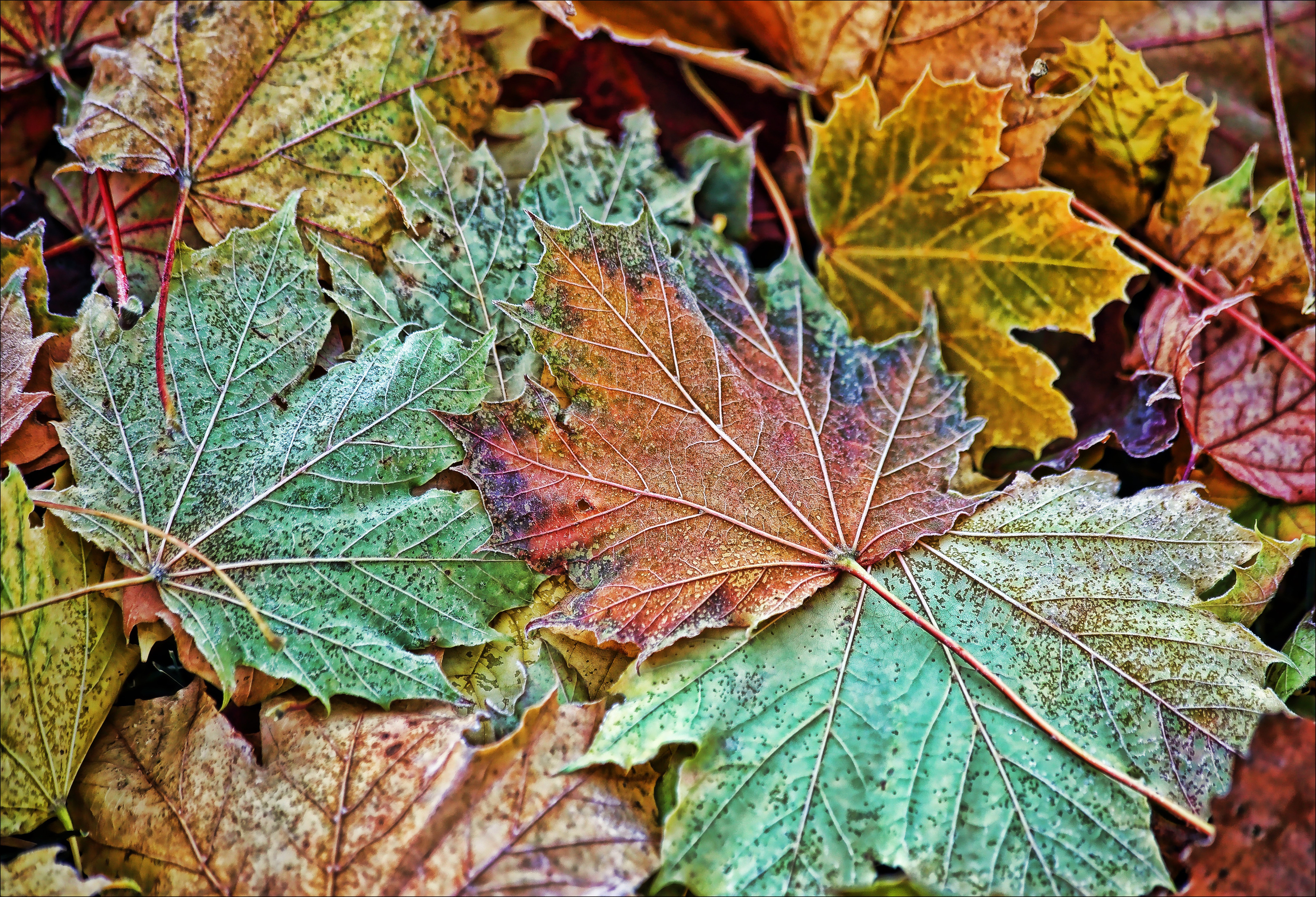 Fallen multicolored autumn leaves