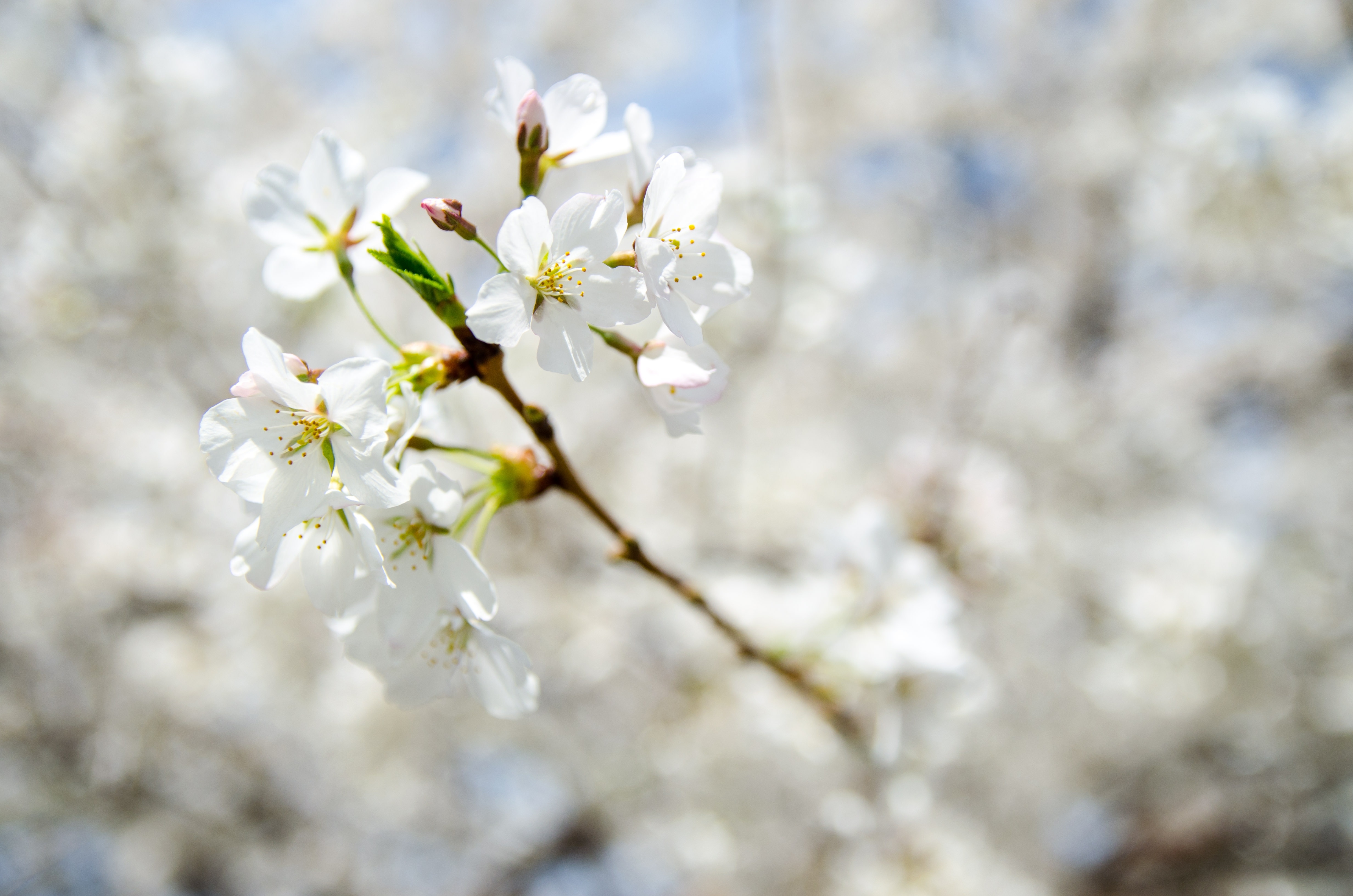 Free photo White flowers on a twig