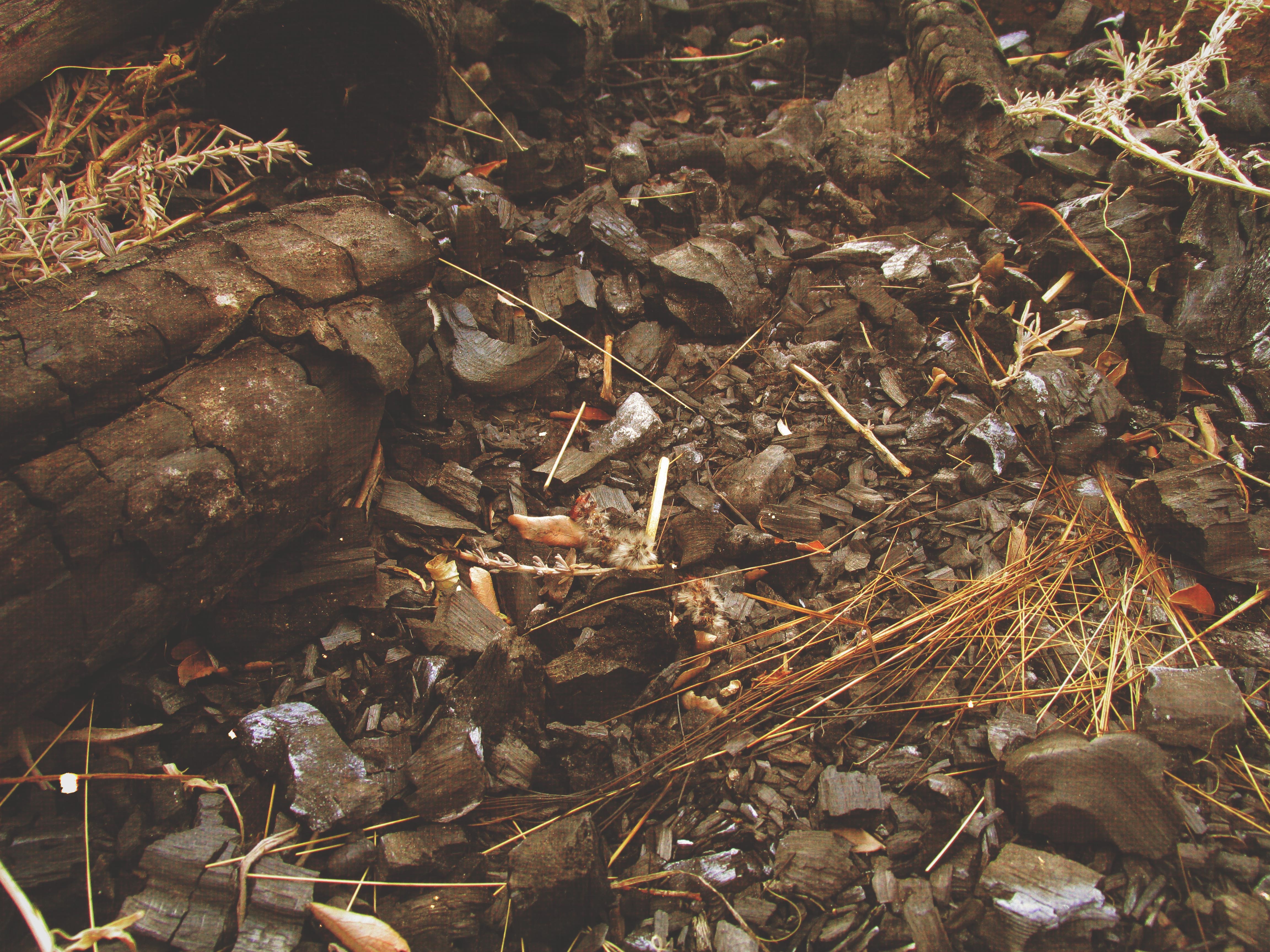 桌面上的壁纸木材 野生动物 秋季