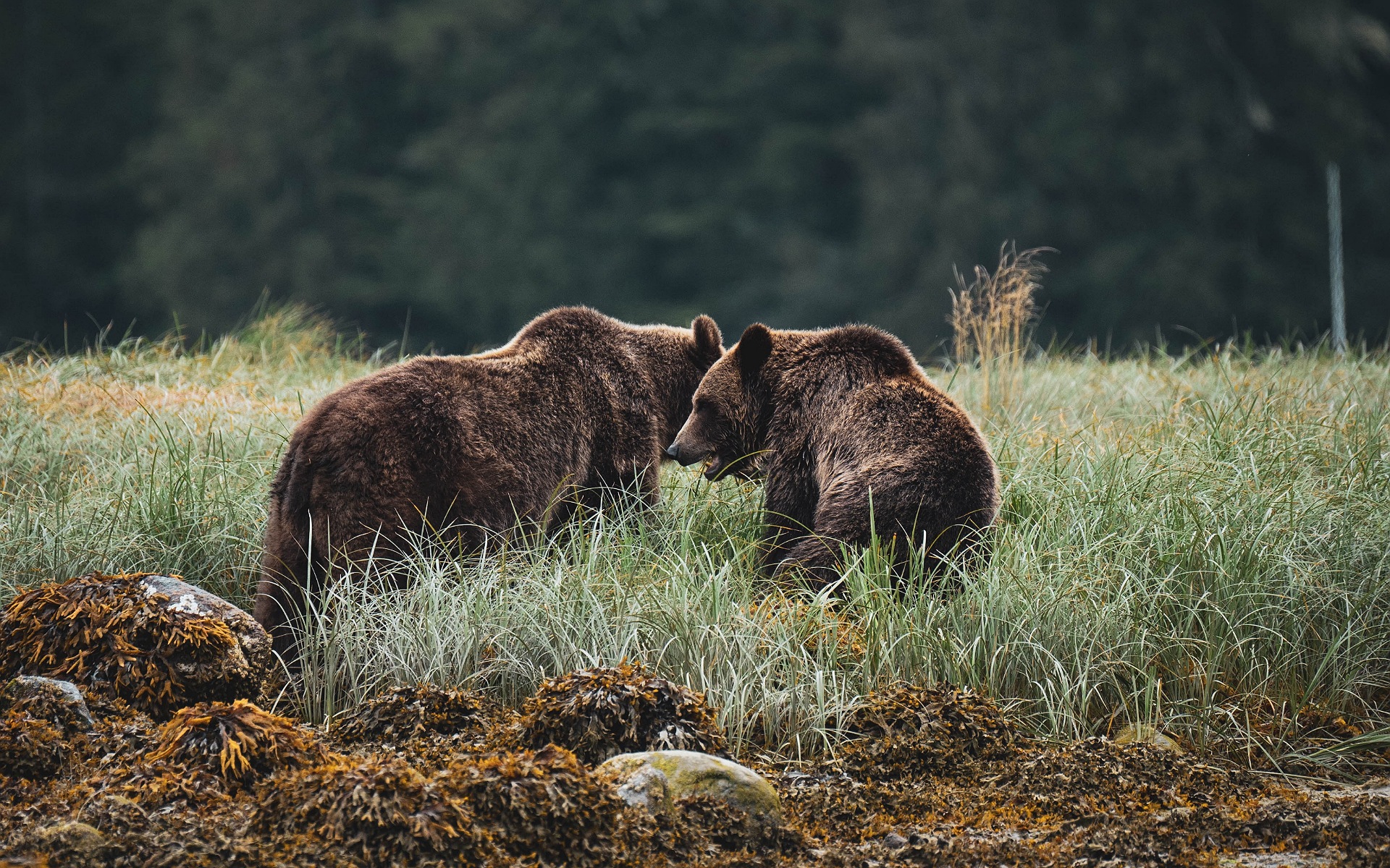 Бурые медведи
