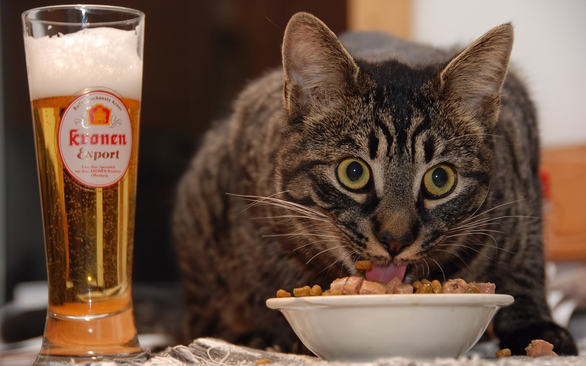 猫惊喜地从碗里吃东西