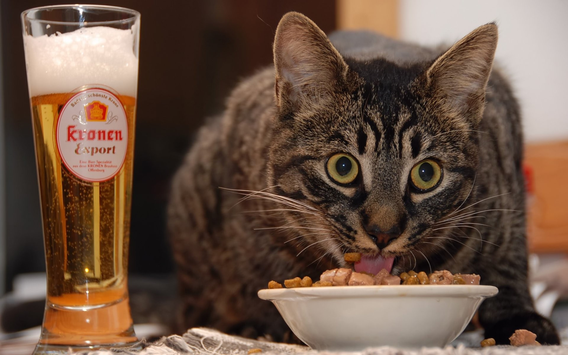 Free photo The cat eats out of a bowl in surprise