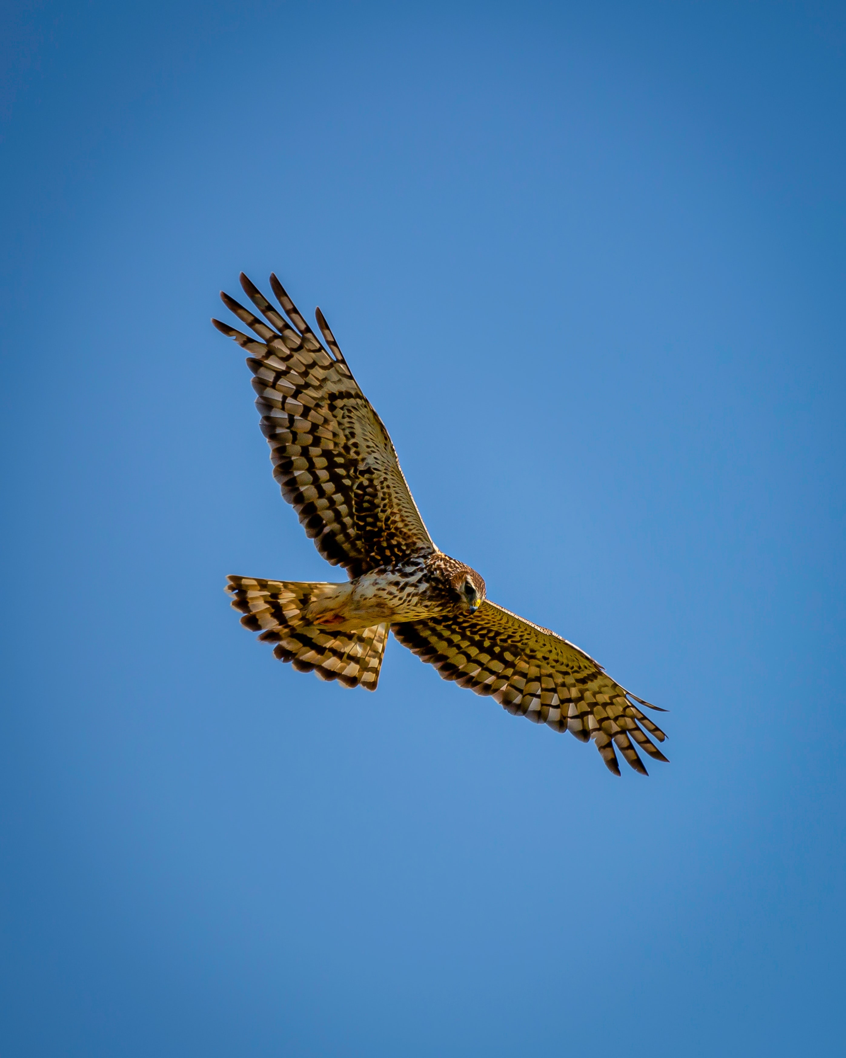 Wallpapers clear sky wallpaper harrier bird predator on the desktop